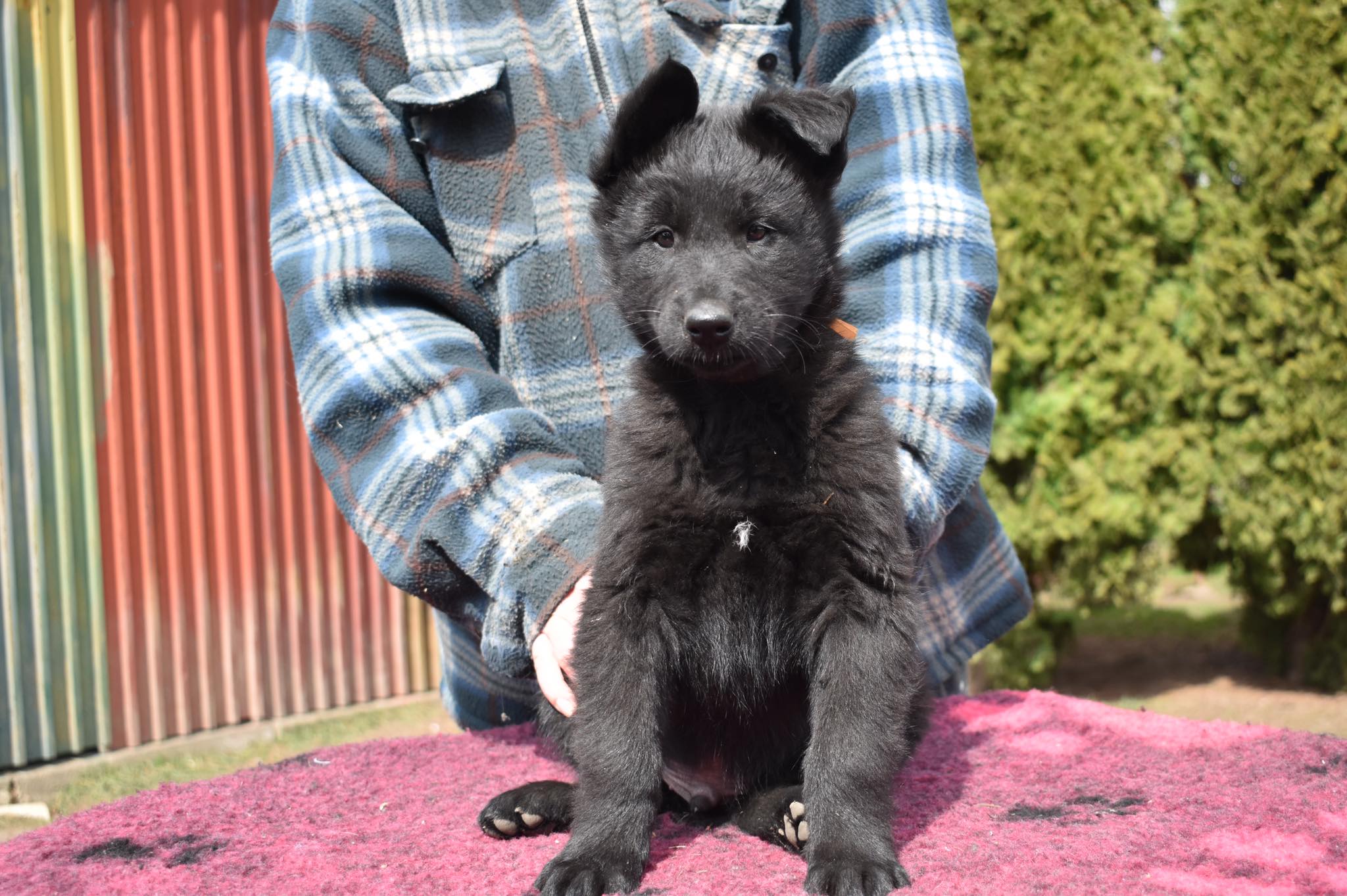7.5 weeks old 1