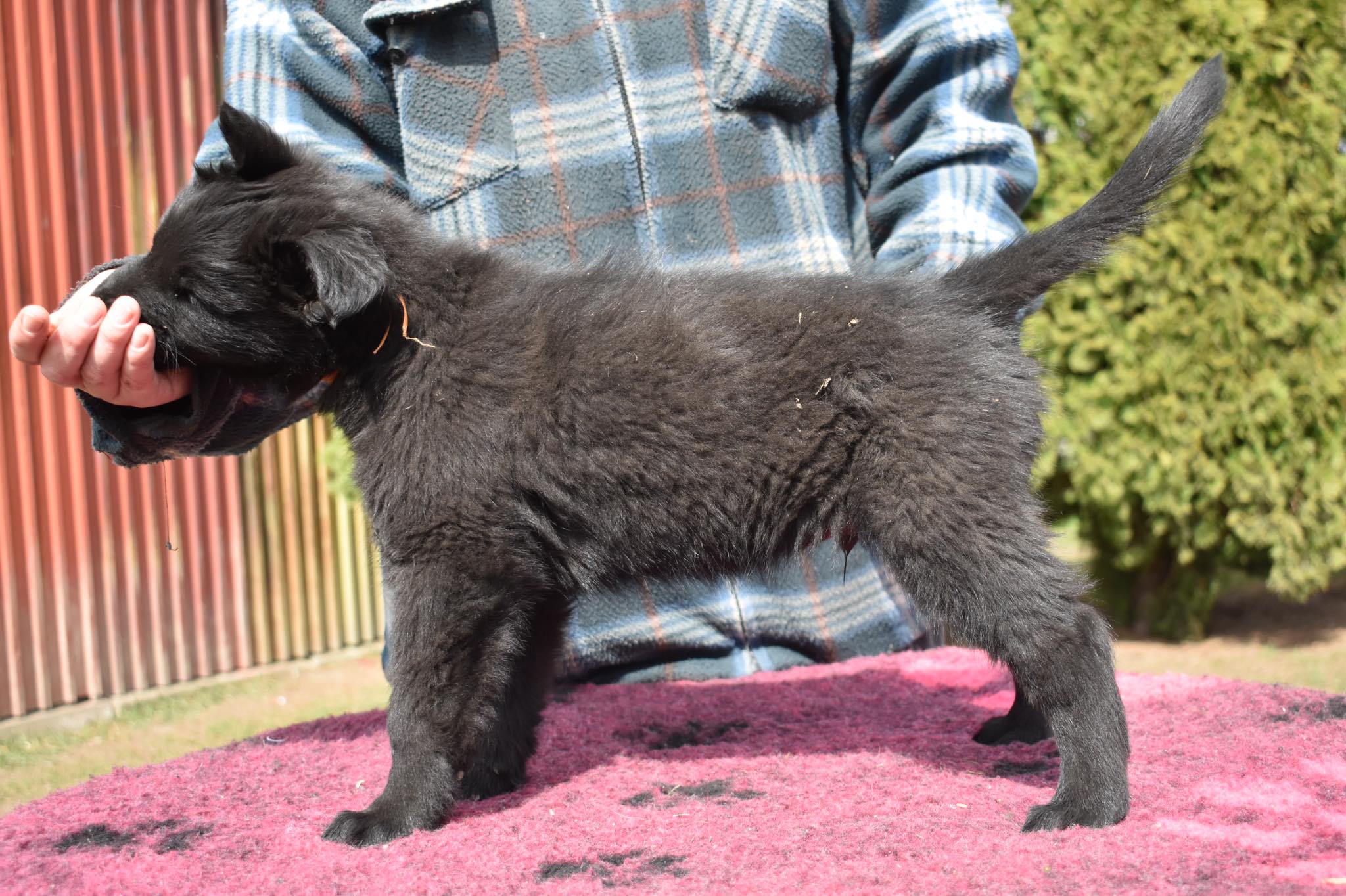 7.5 weeks old 3