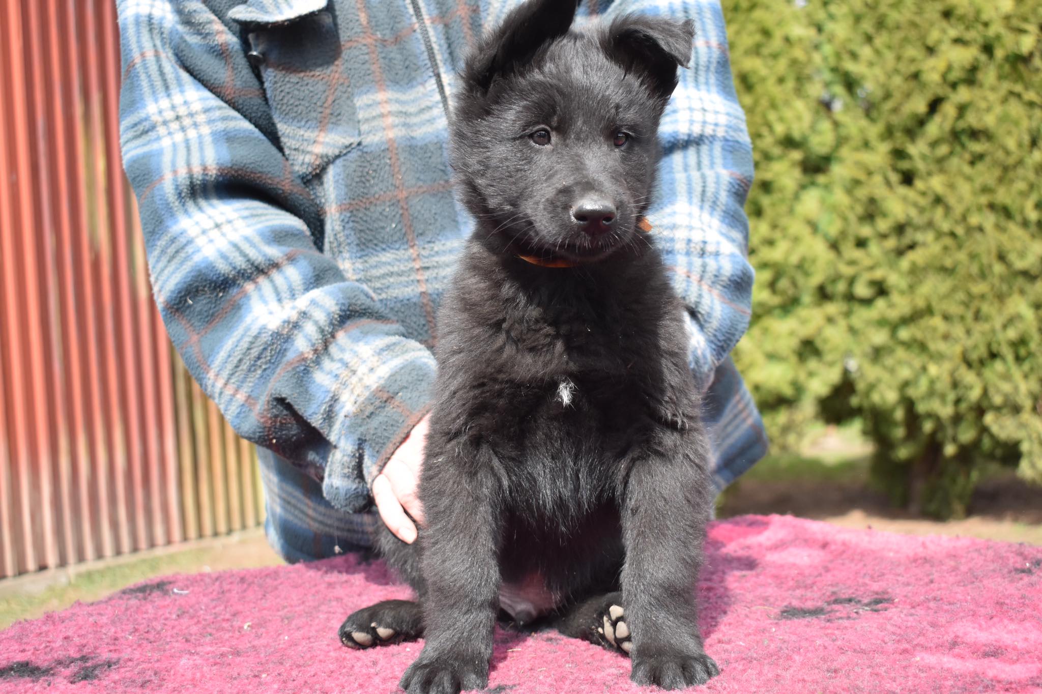 7.5 weeks old 4