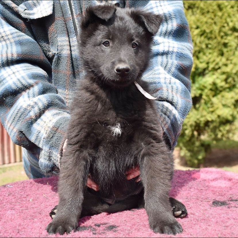 7.5 weeks old