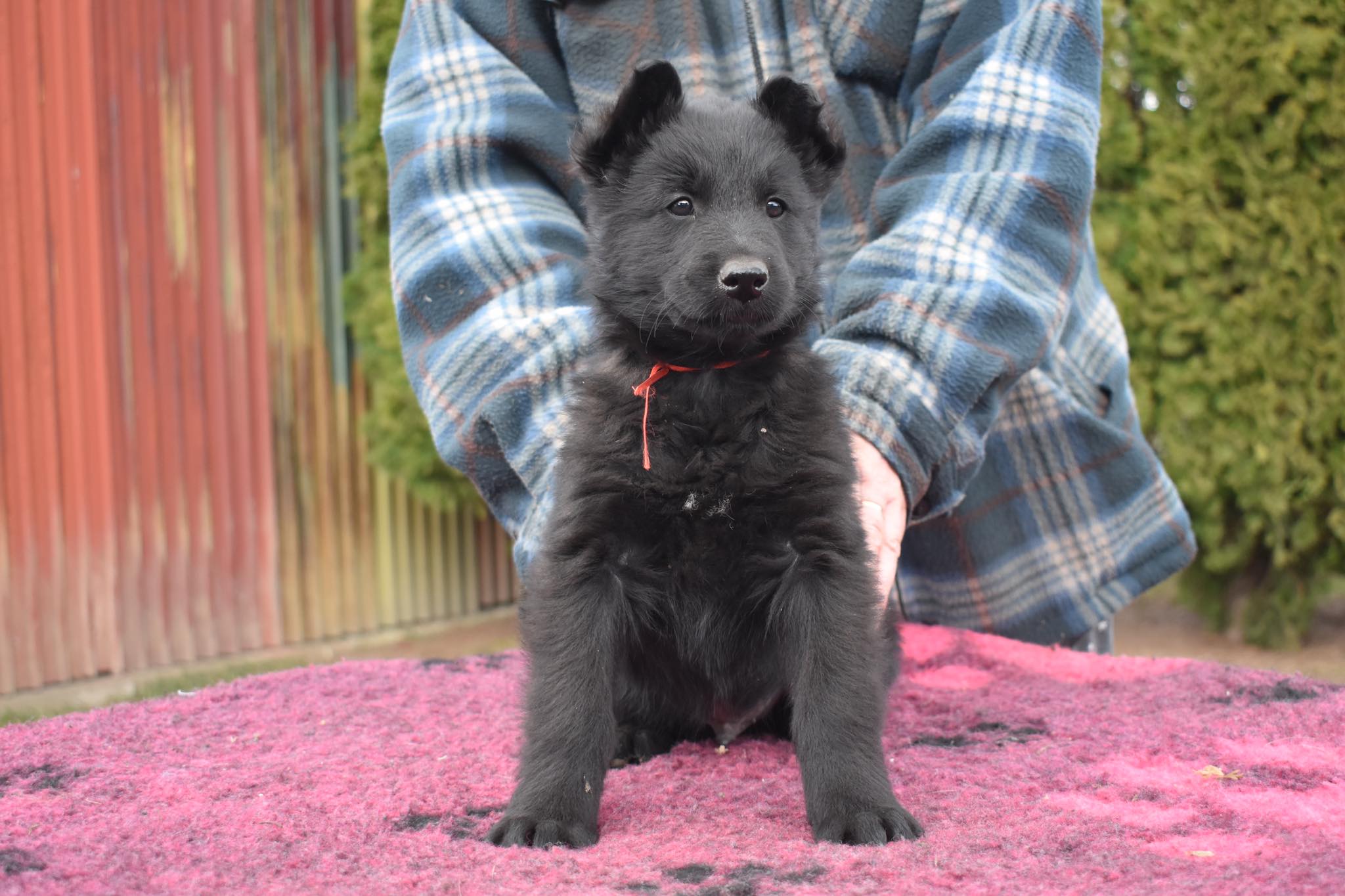 7.5 weeks old 3