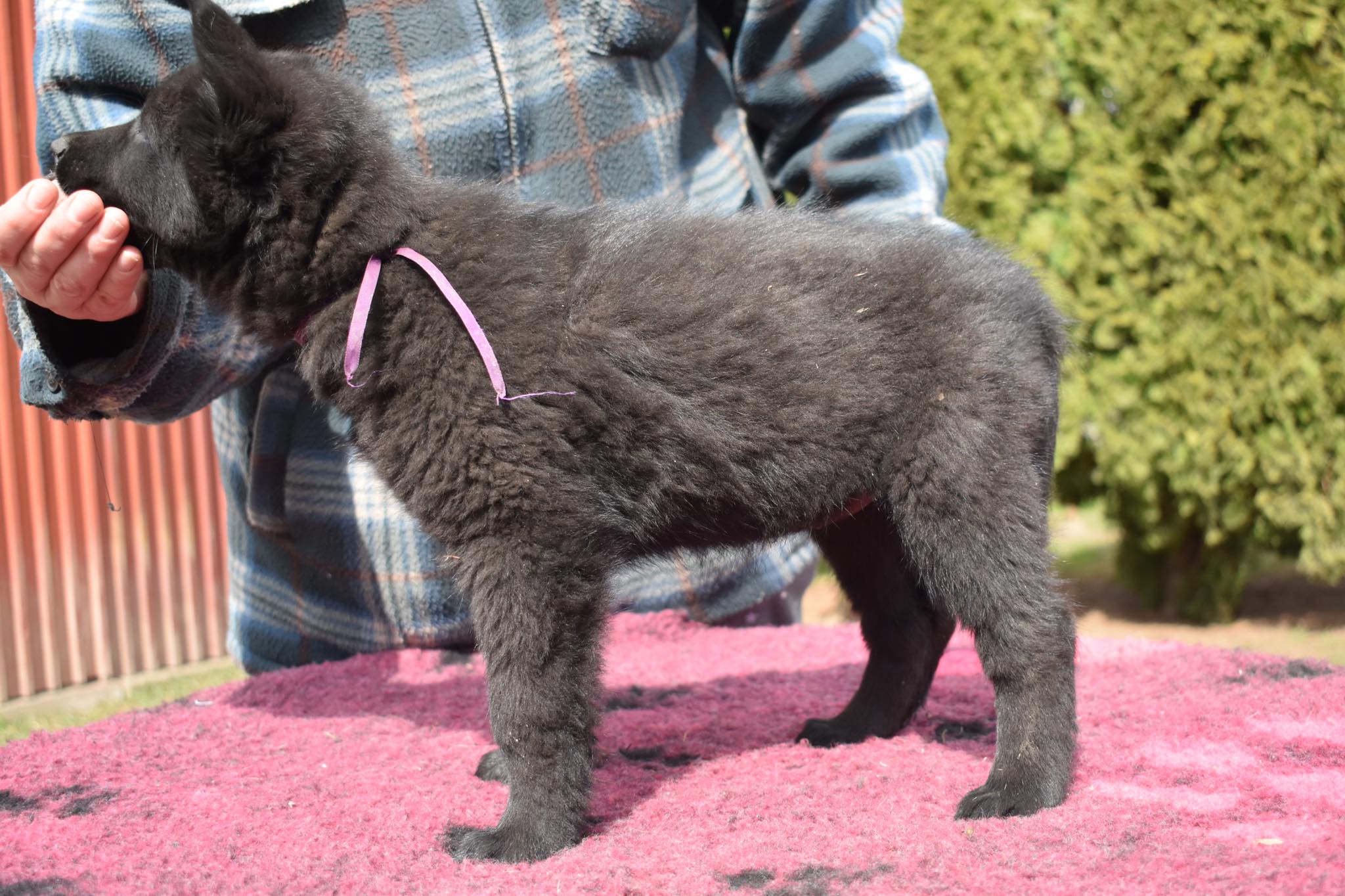 7.5 weeks old 1