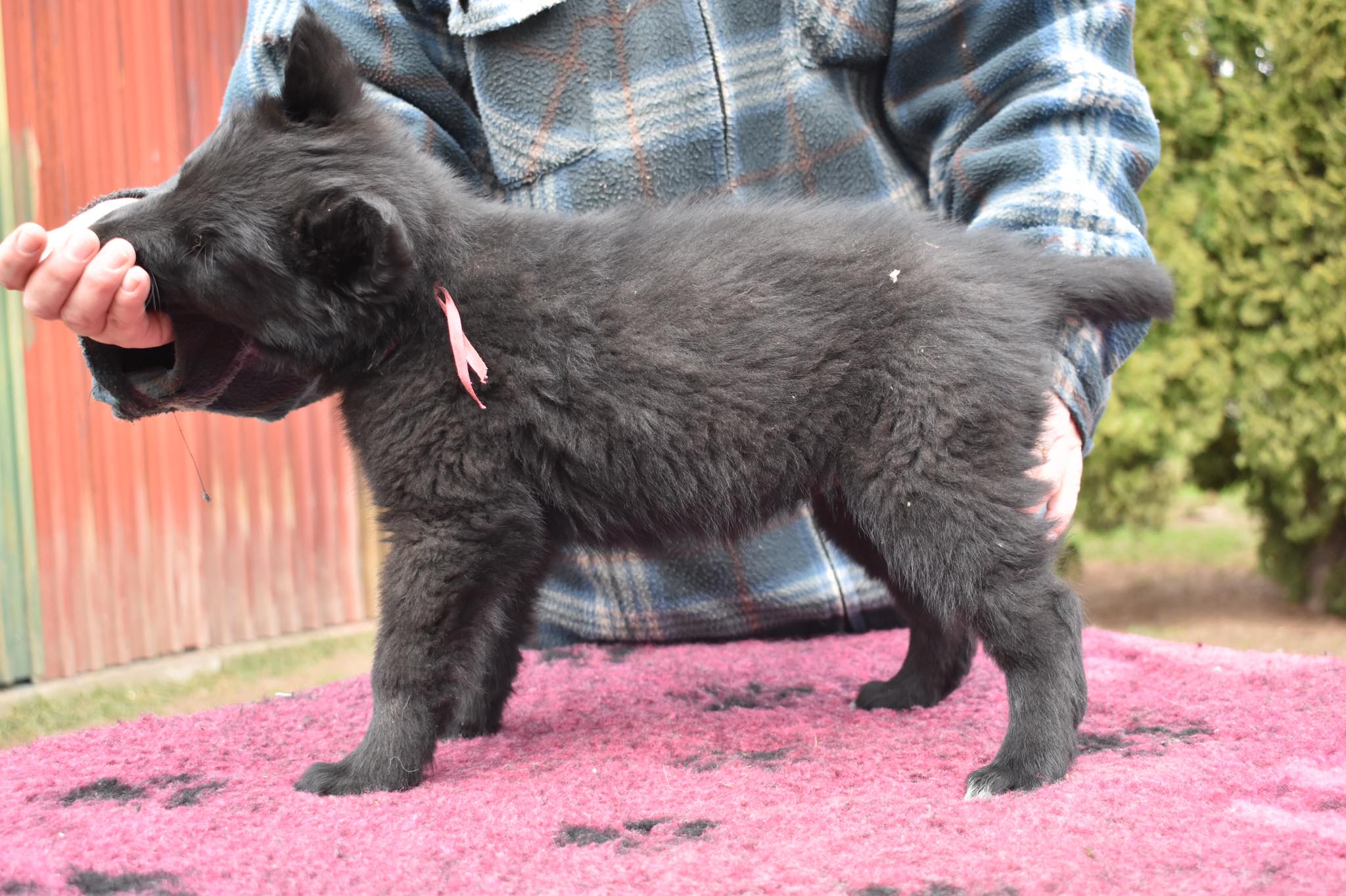7.5 weeks old 1