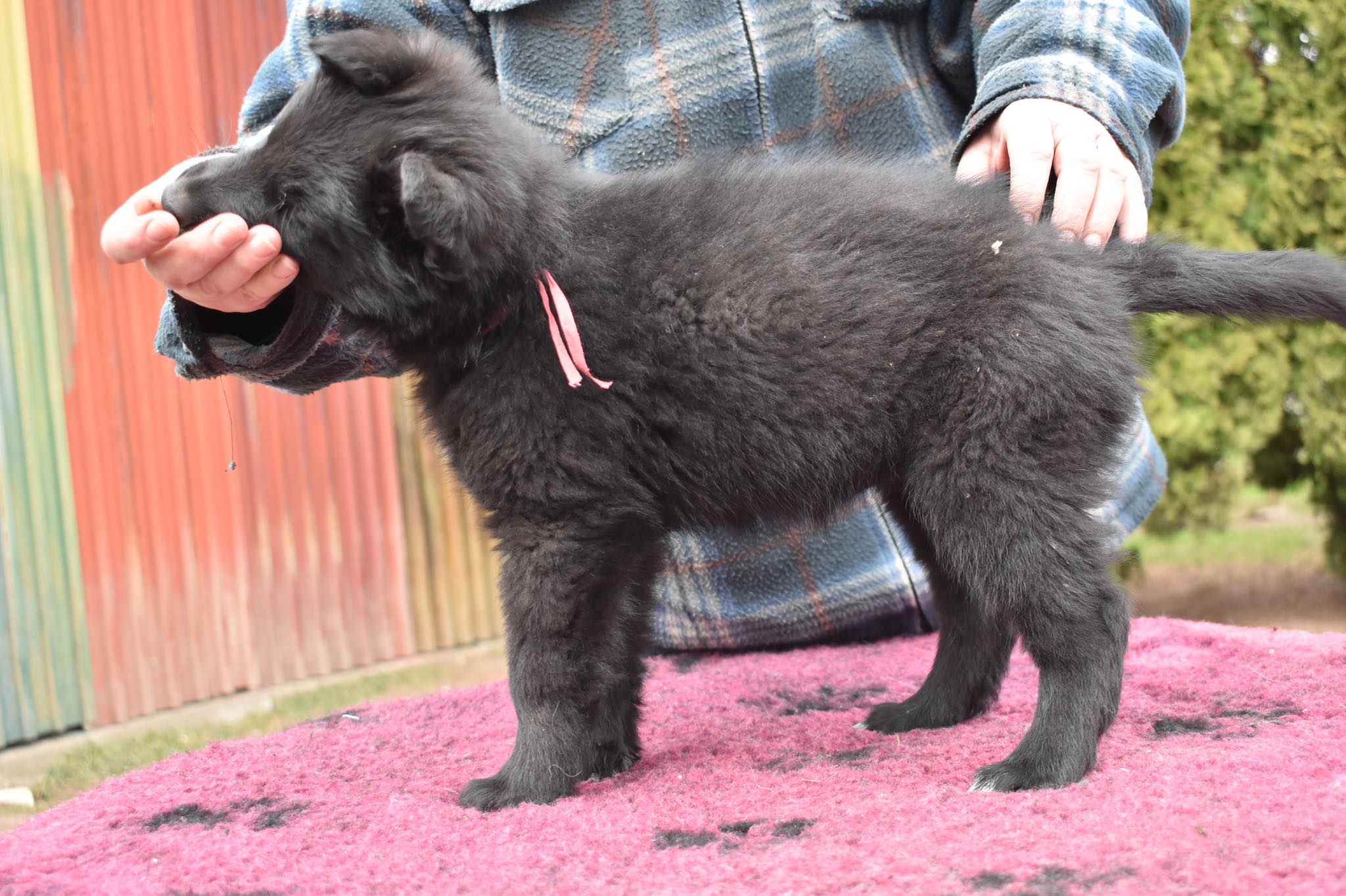7.5 weeks old 2