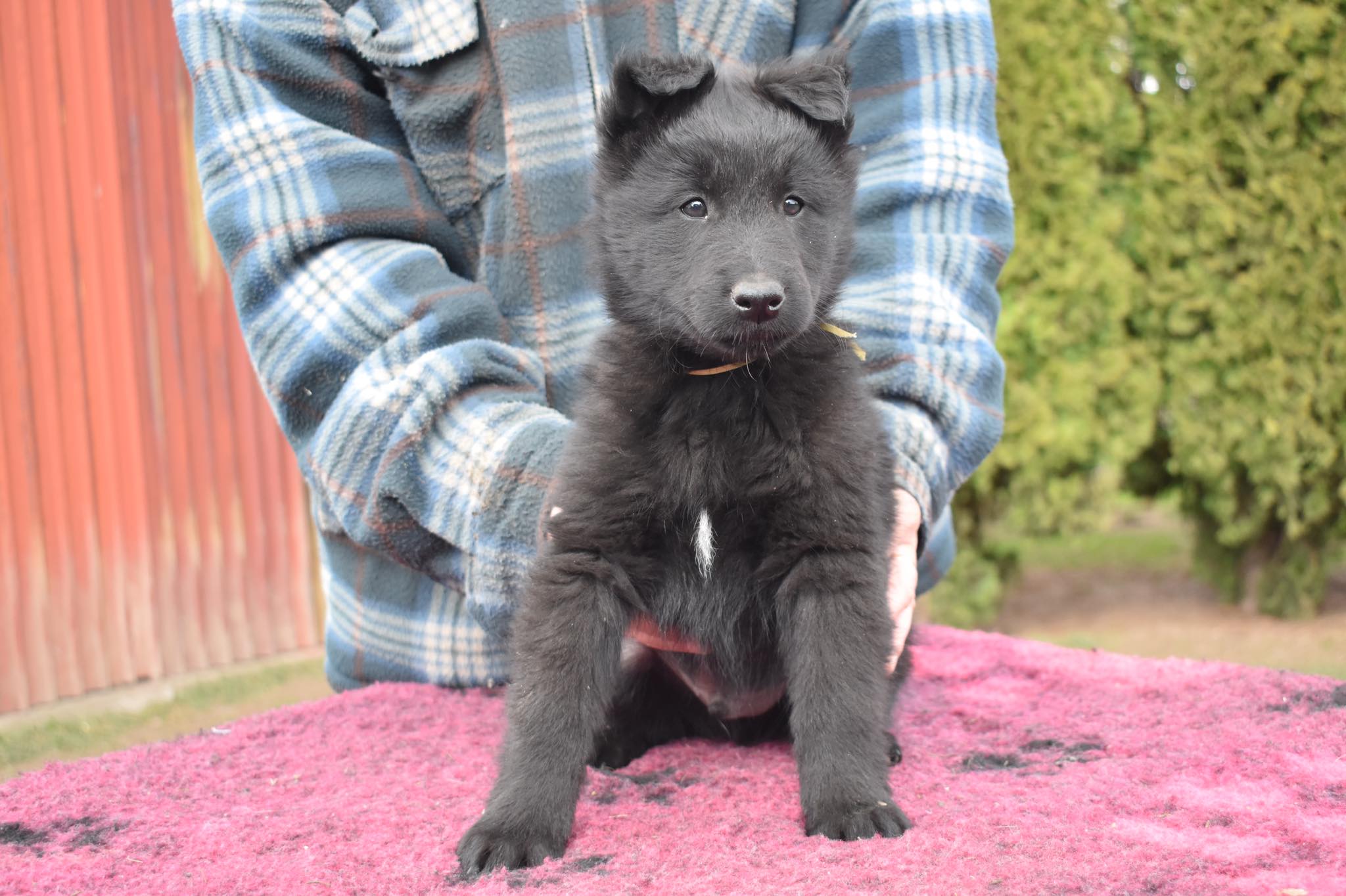 7.5 weeks old 5