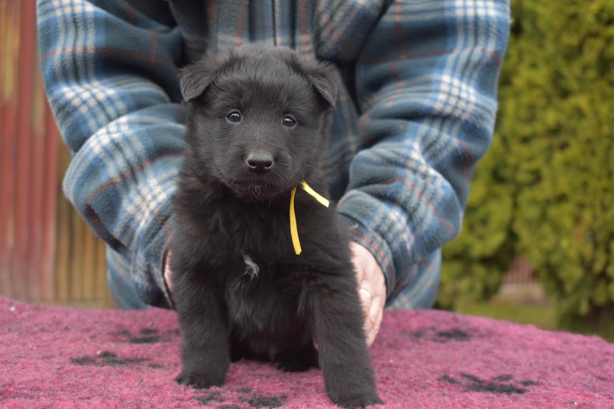 5 weeks old 2
