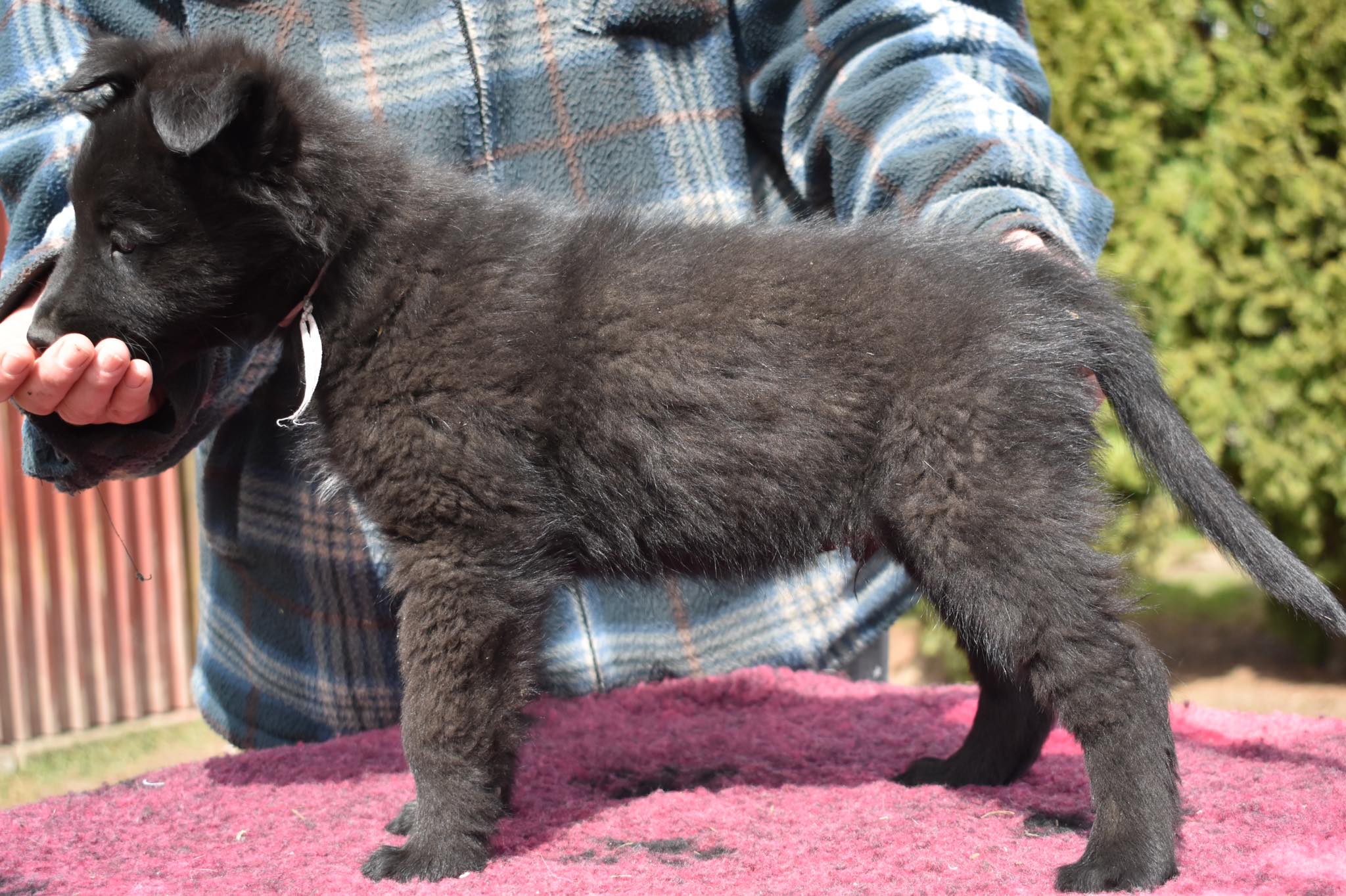 7.5 weeks old