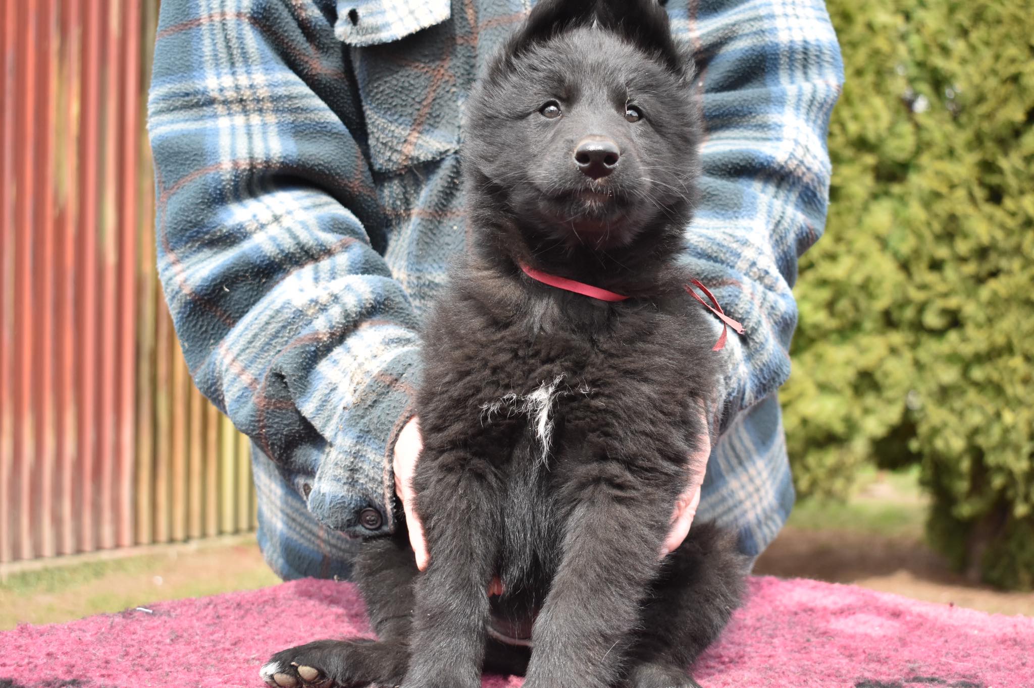 7.5 weeks old 4
