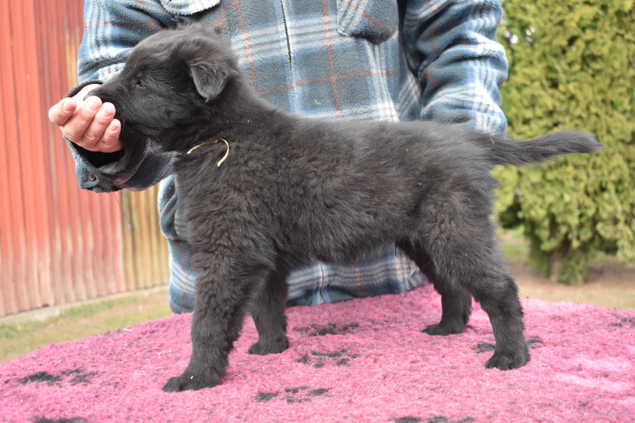 7.5 weeks old 1