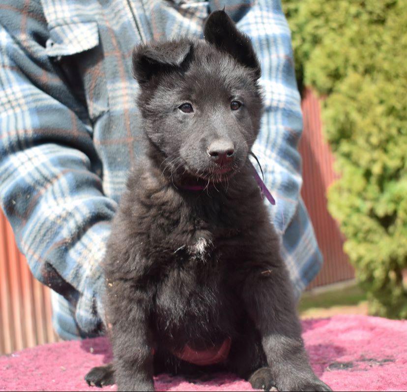 7.5 weeks old 2