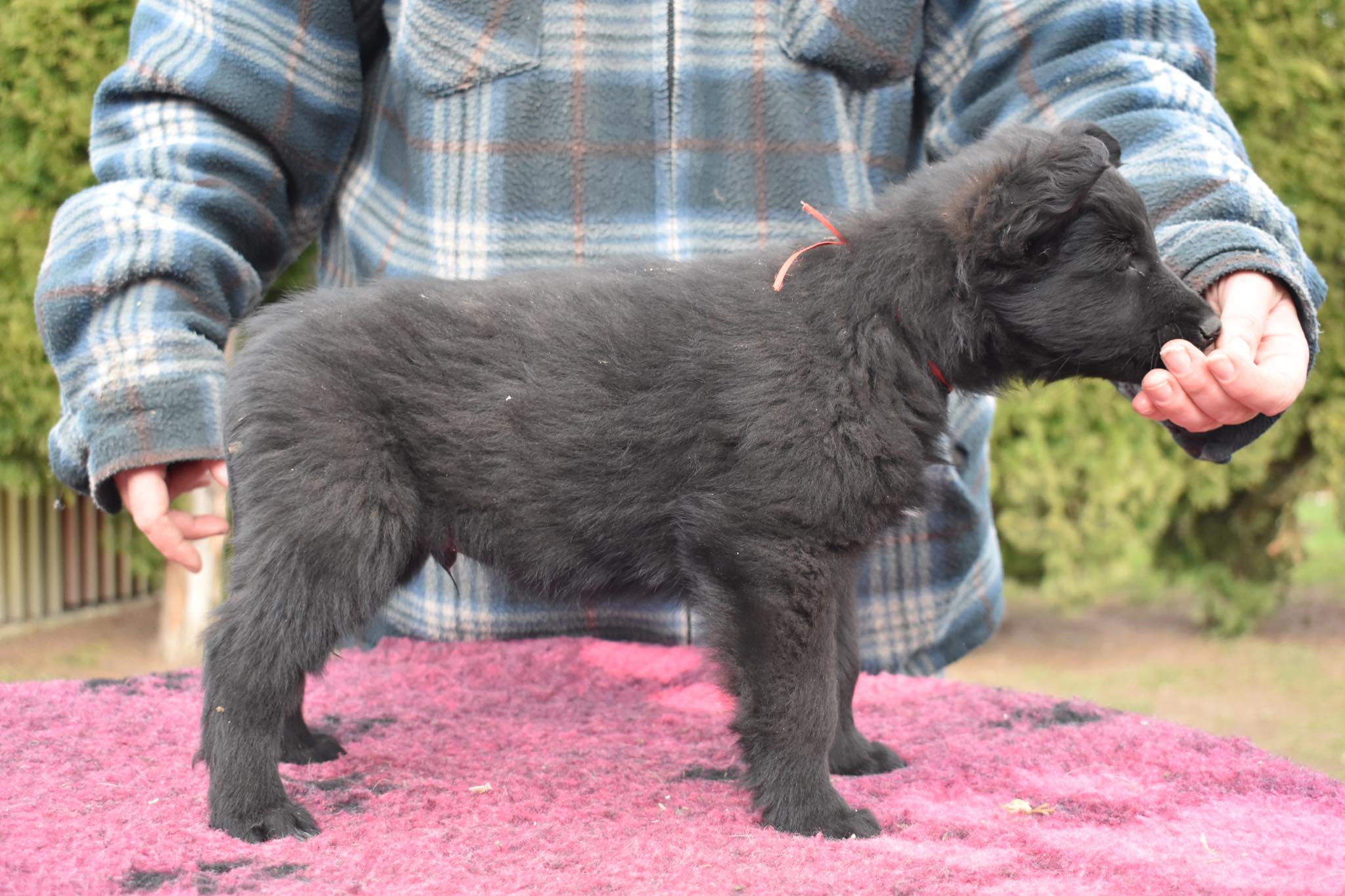 7.5 weeks old 5