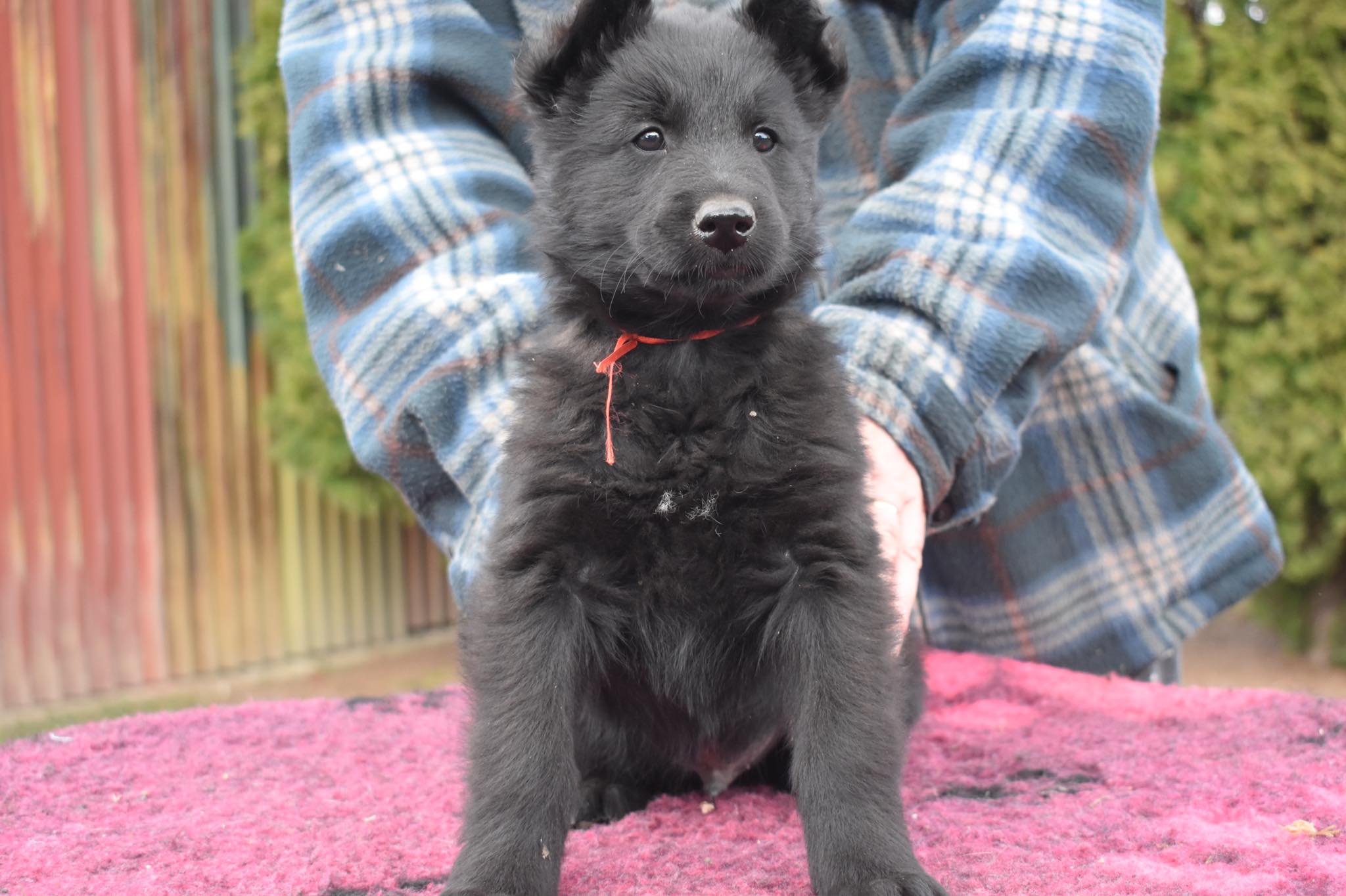 7.5 weeks old 6