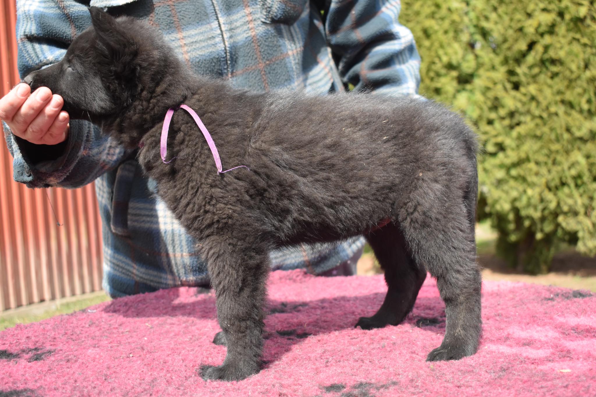 7.5 weeks old 3