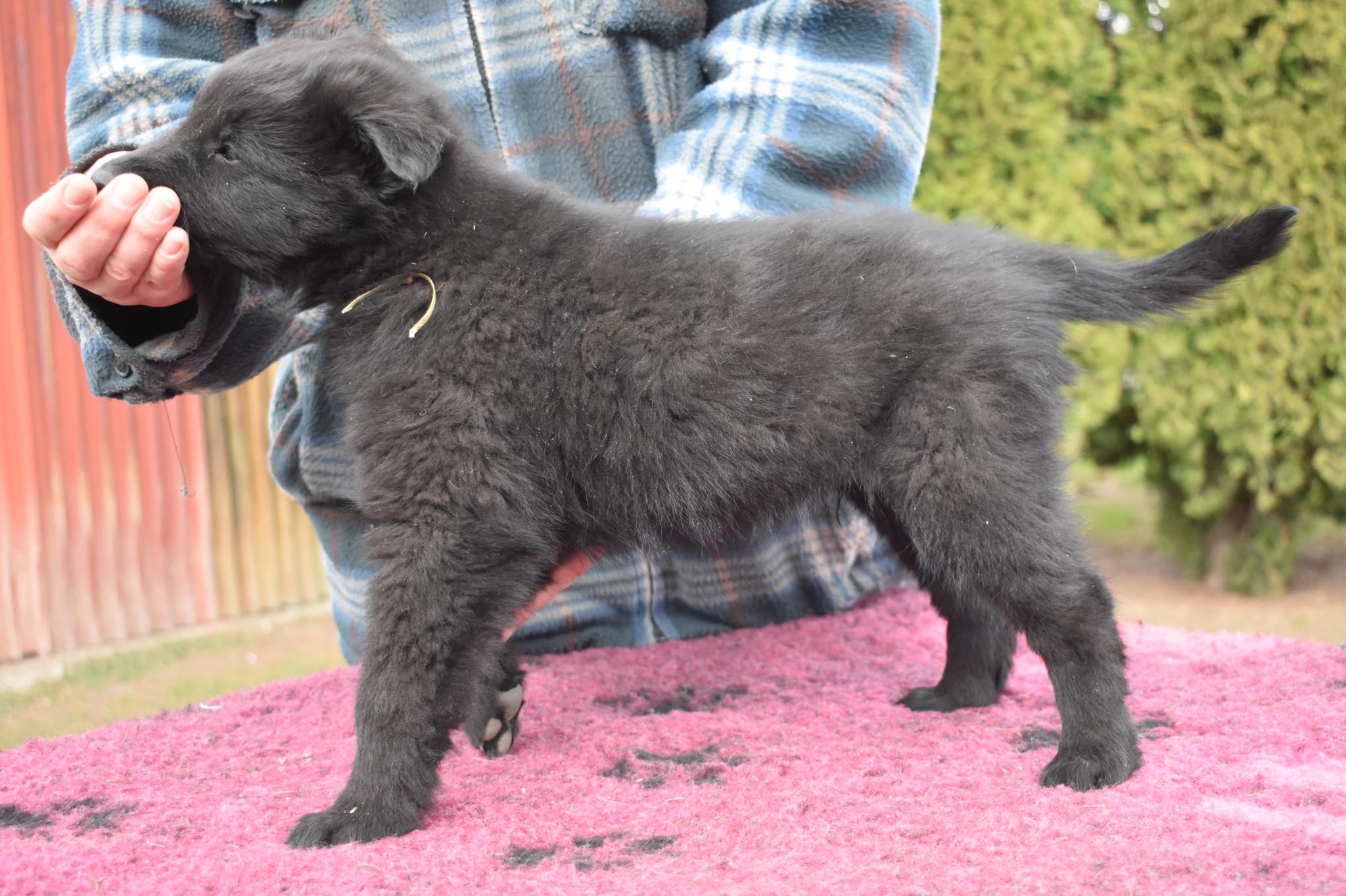 7.5 weeks old 2