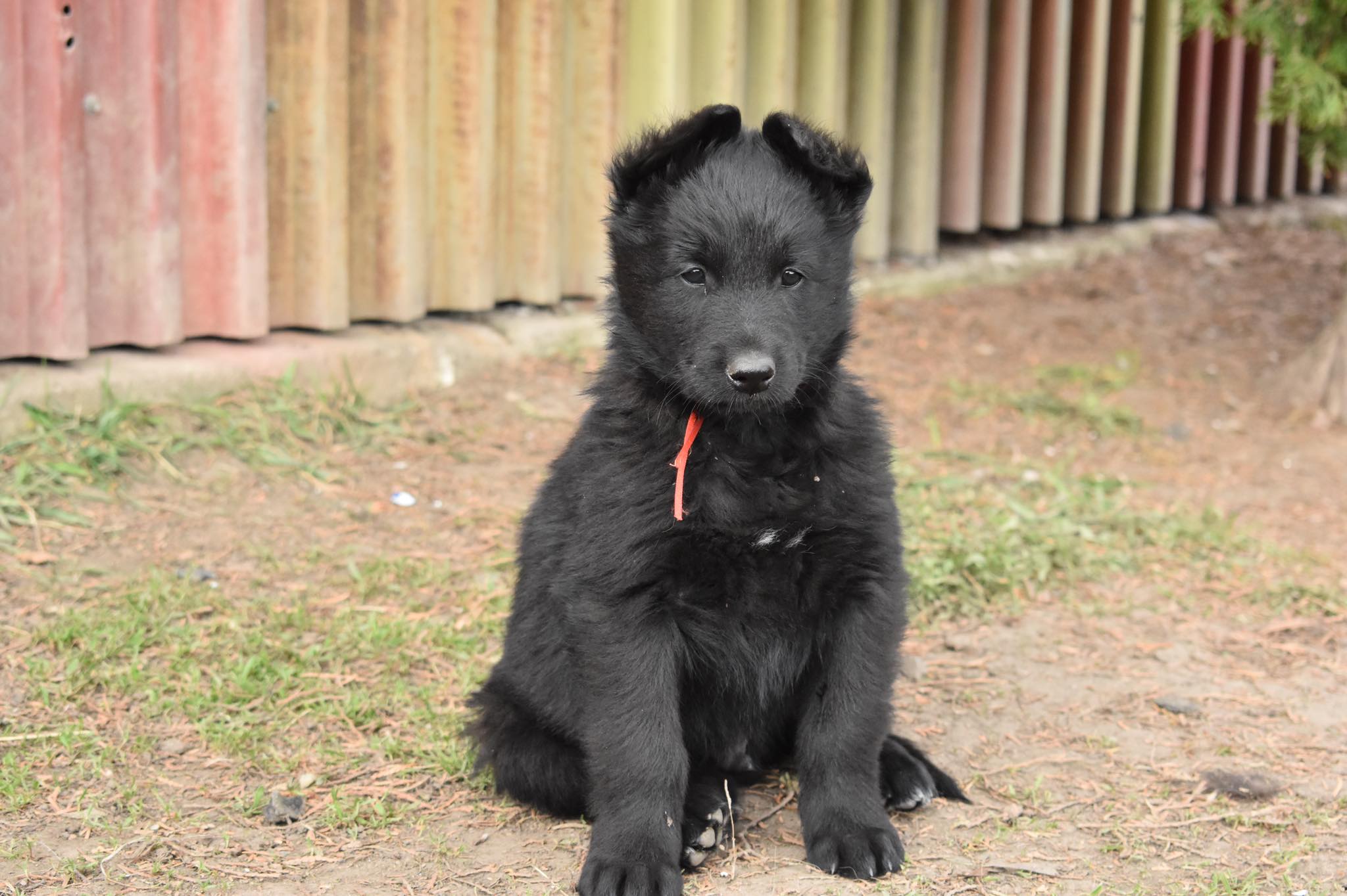 7.5 weeks old 7