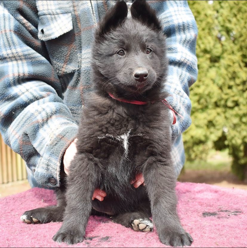 7.5 weeks old 8