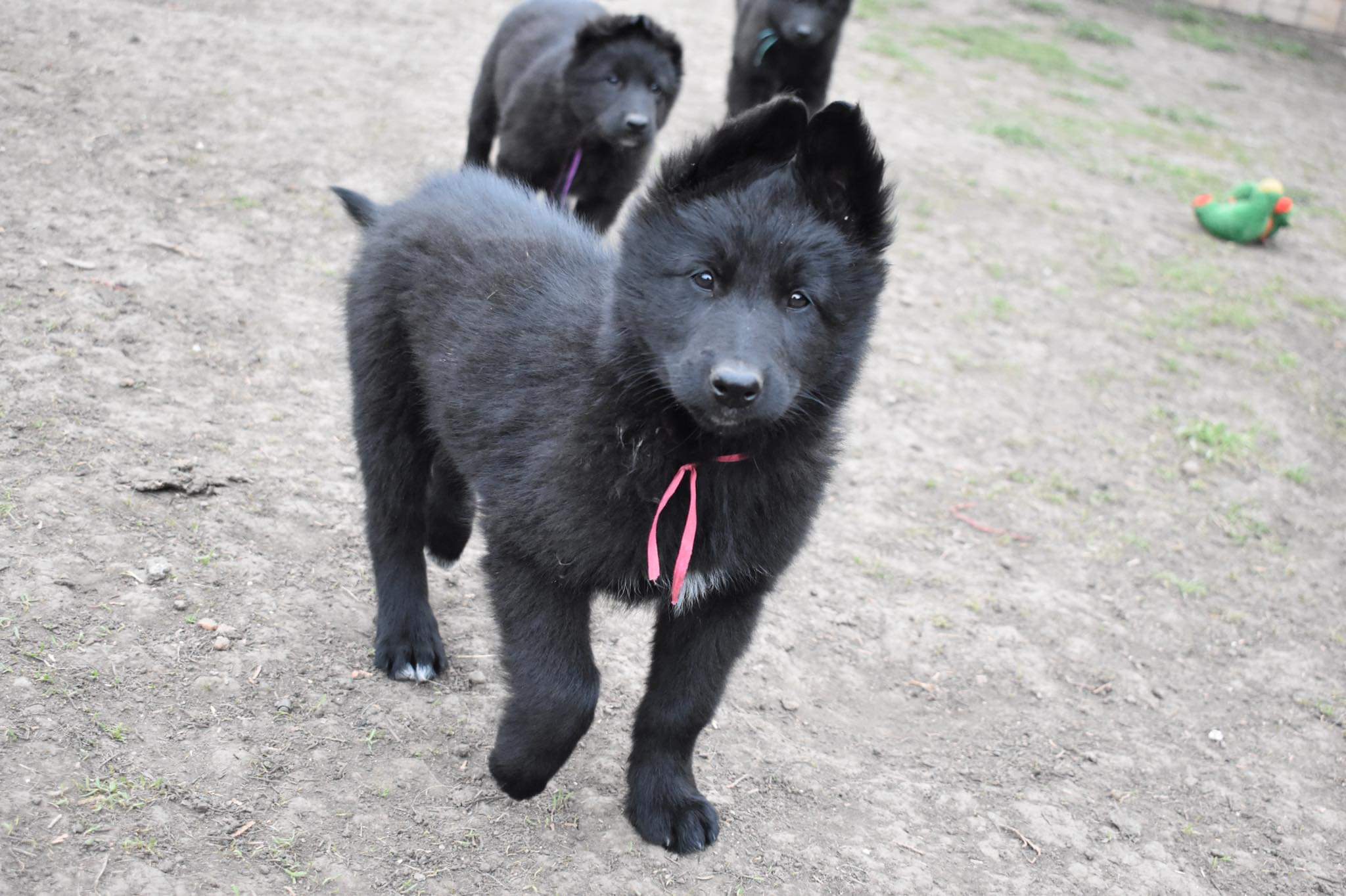 8 weeks old 1