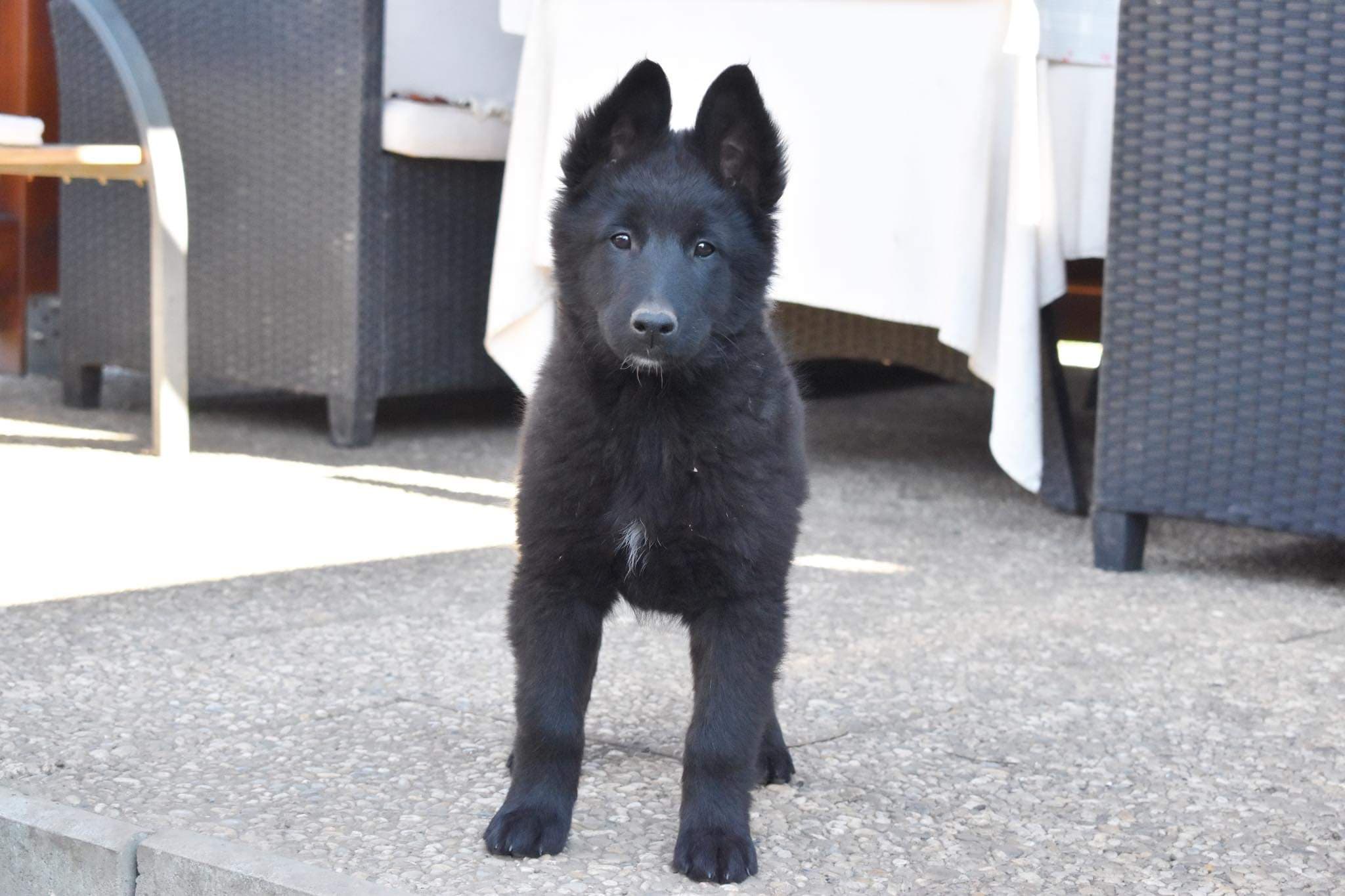 9.5 weeks old 1