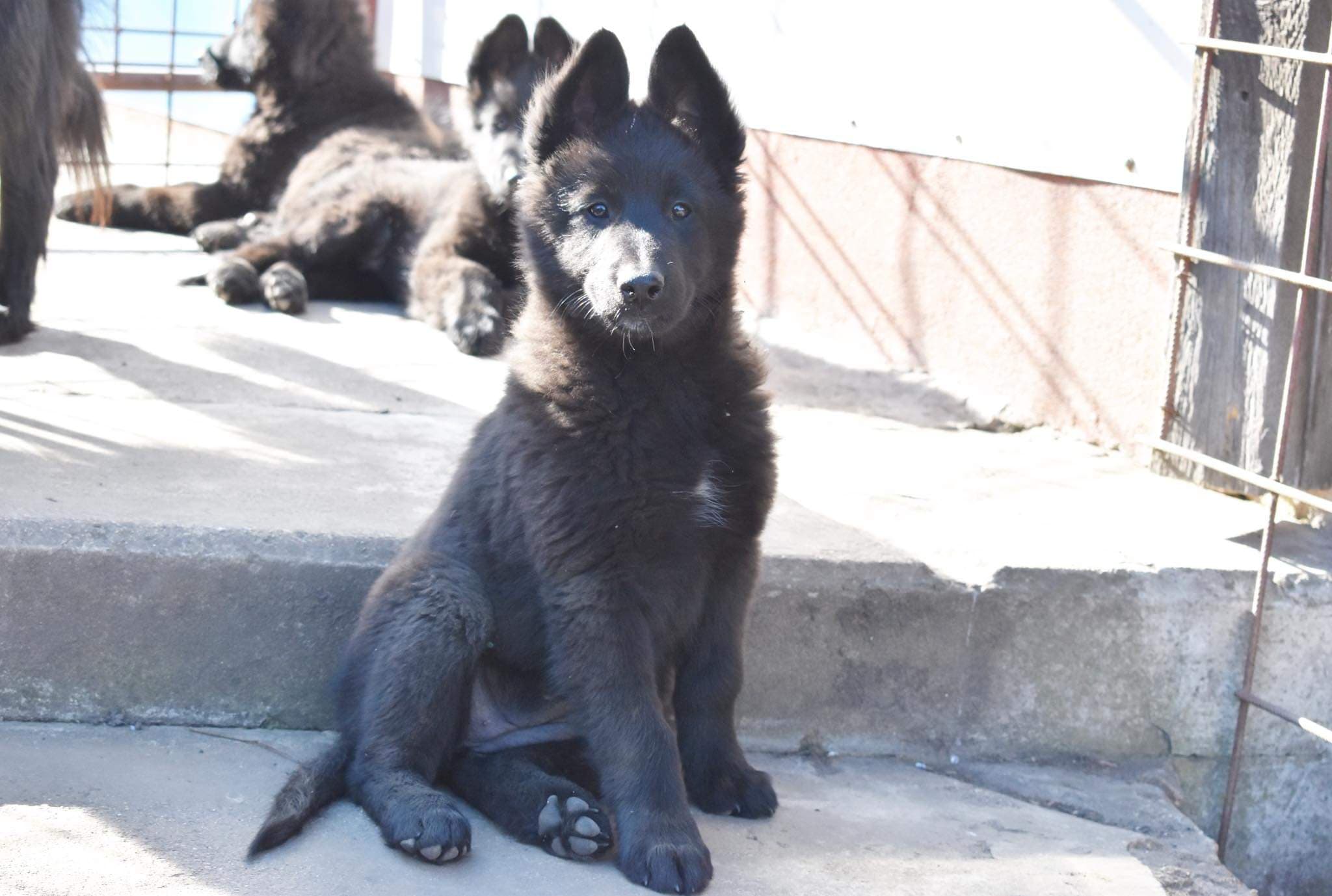 9.5 weeks old 10