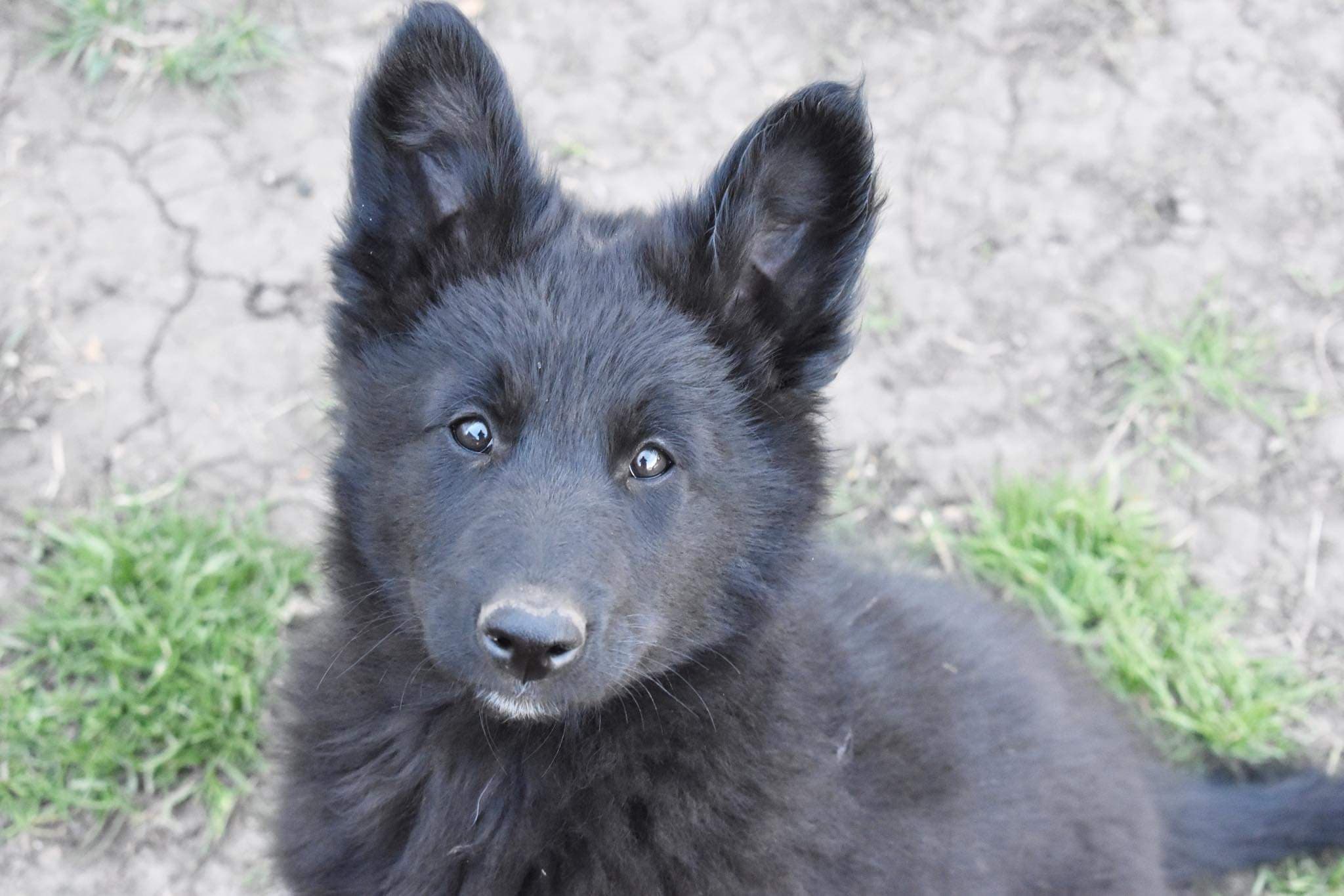9.5 weeks old 1