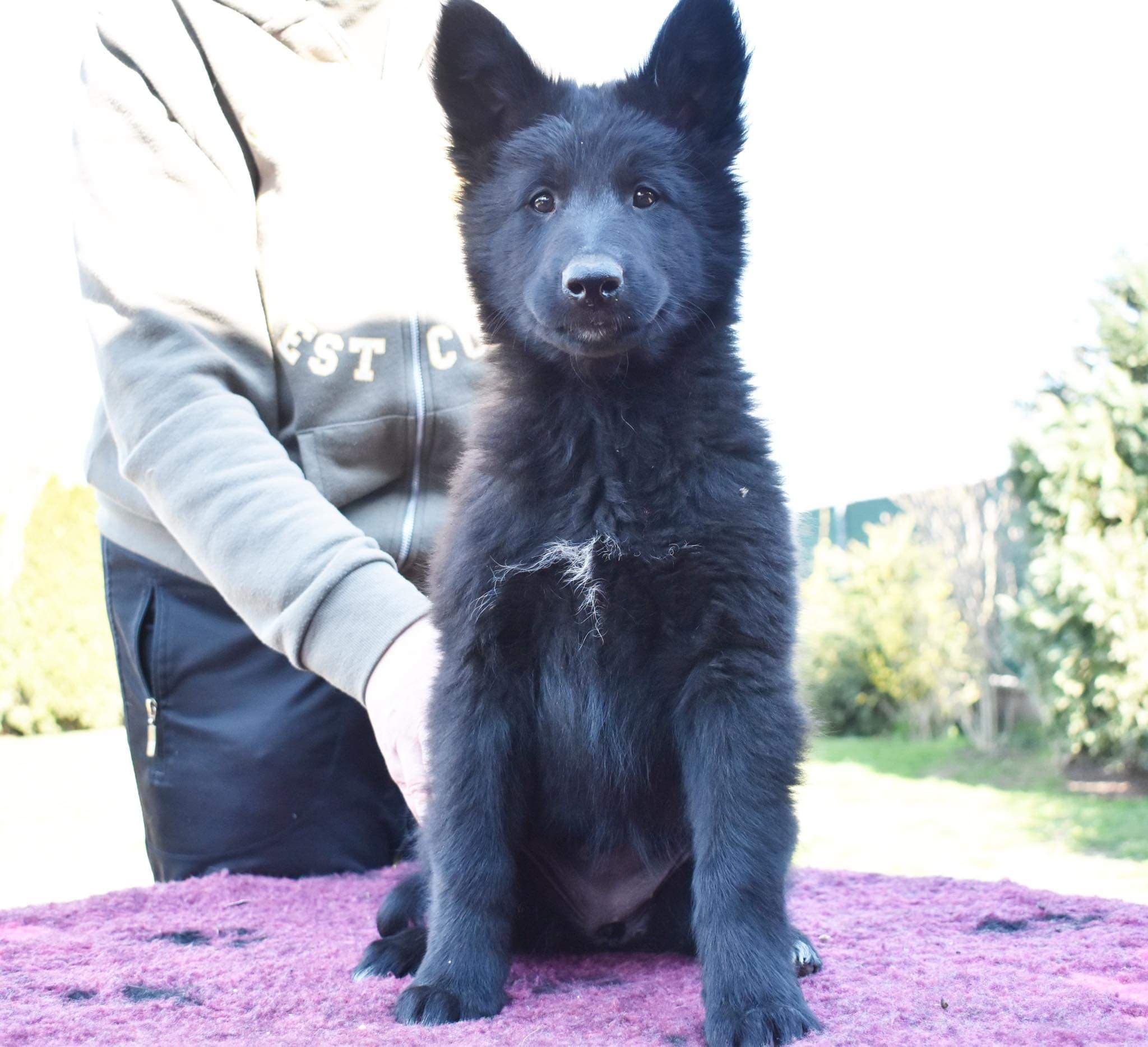 9.5 weeks old 2