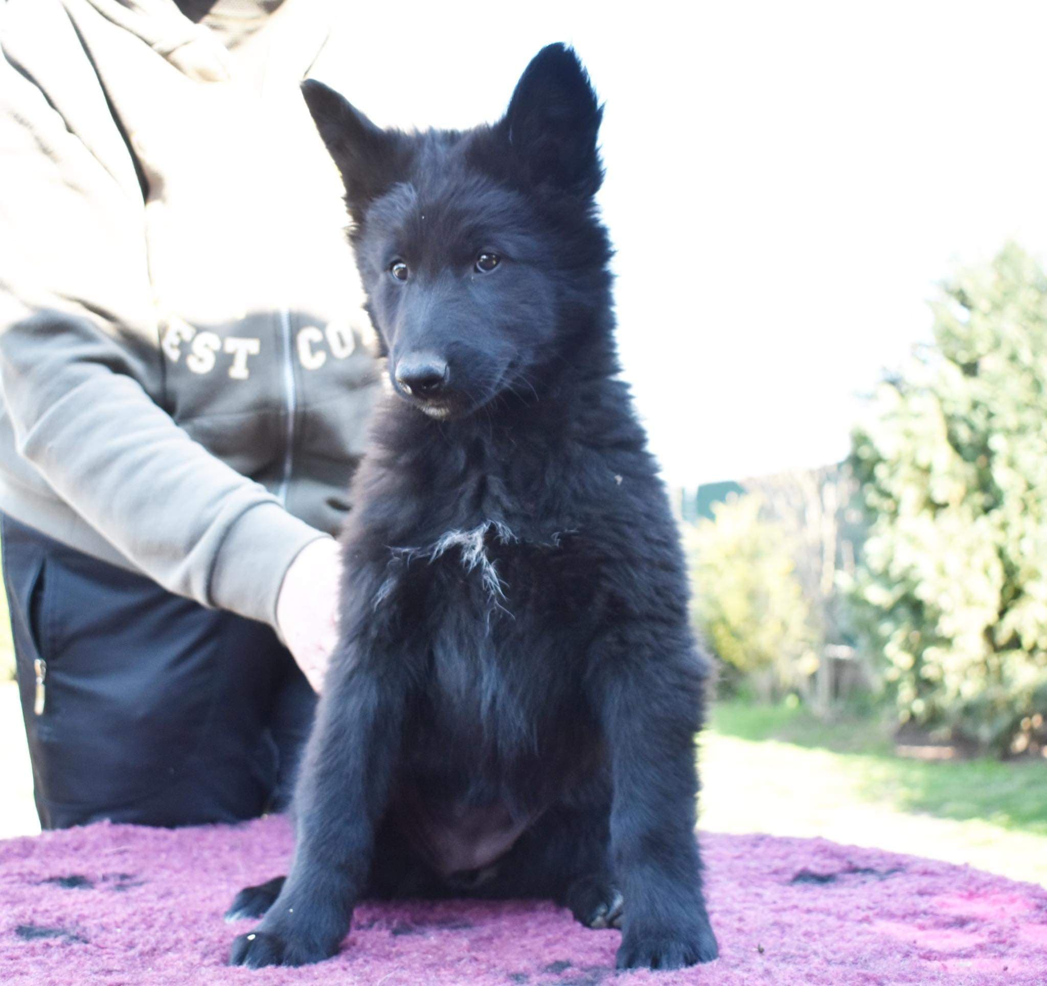 9.5 weeks old 4
