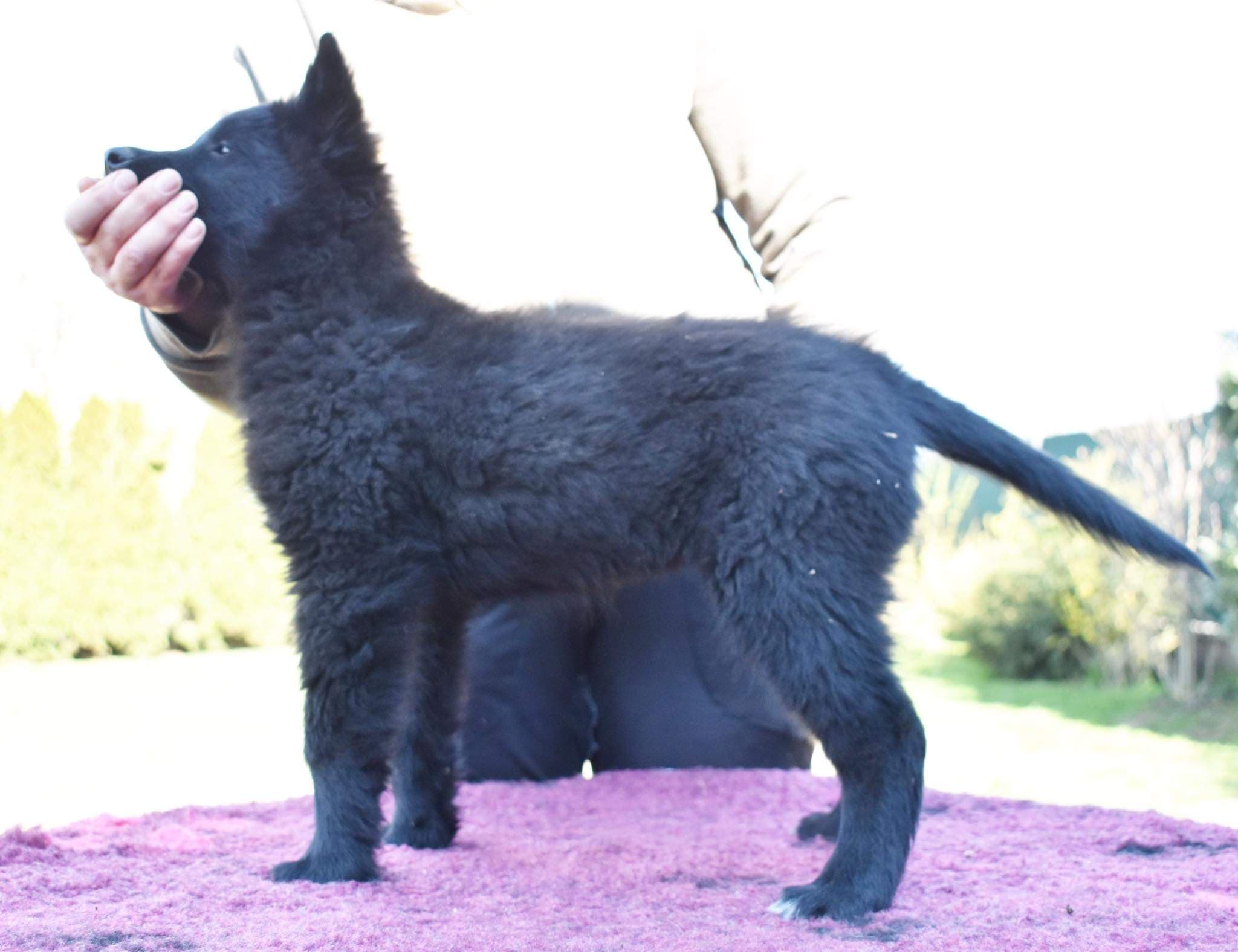 9.5 weeks old 6