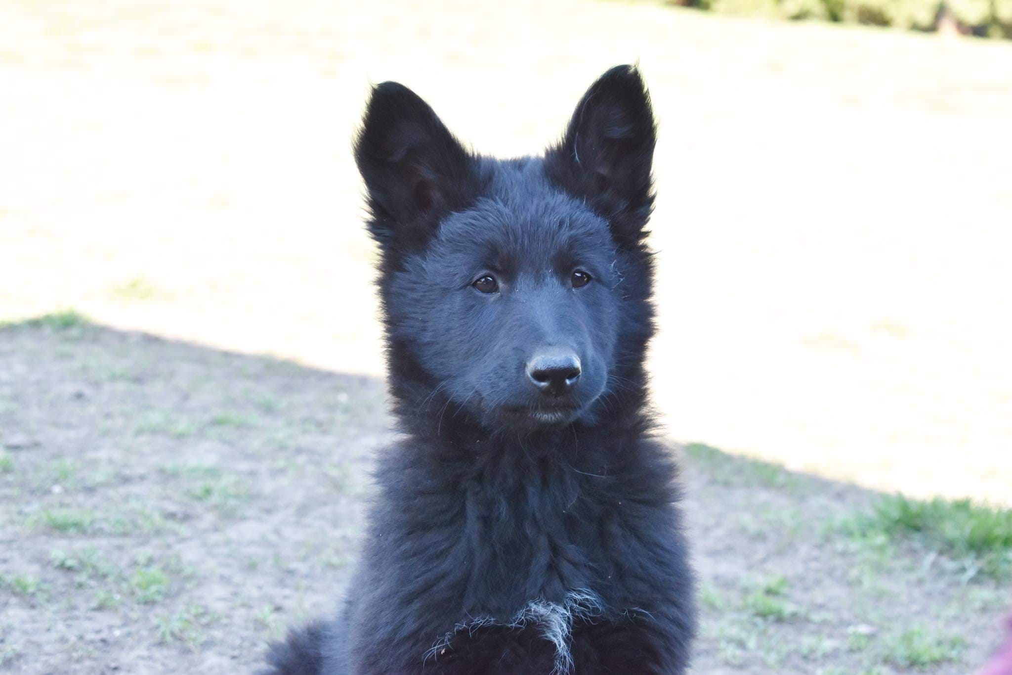 9.5 weeks old 7