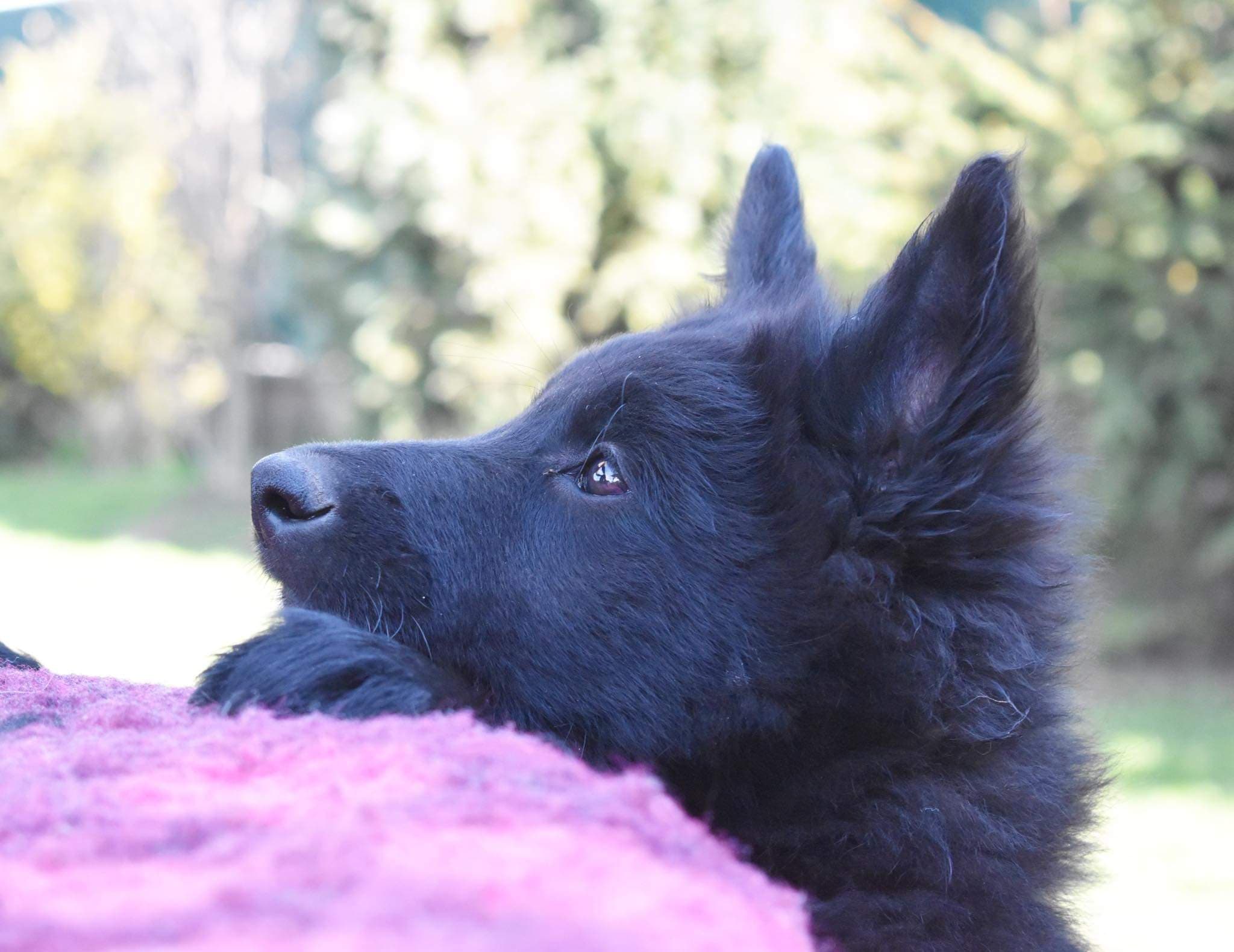 9.5 weeks old 9
