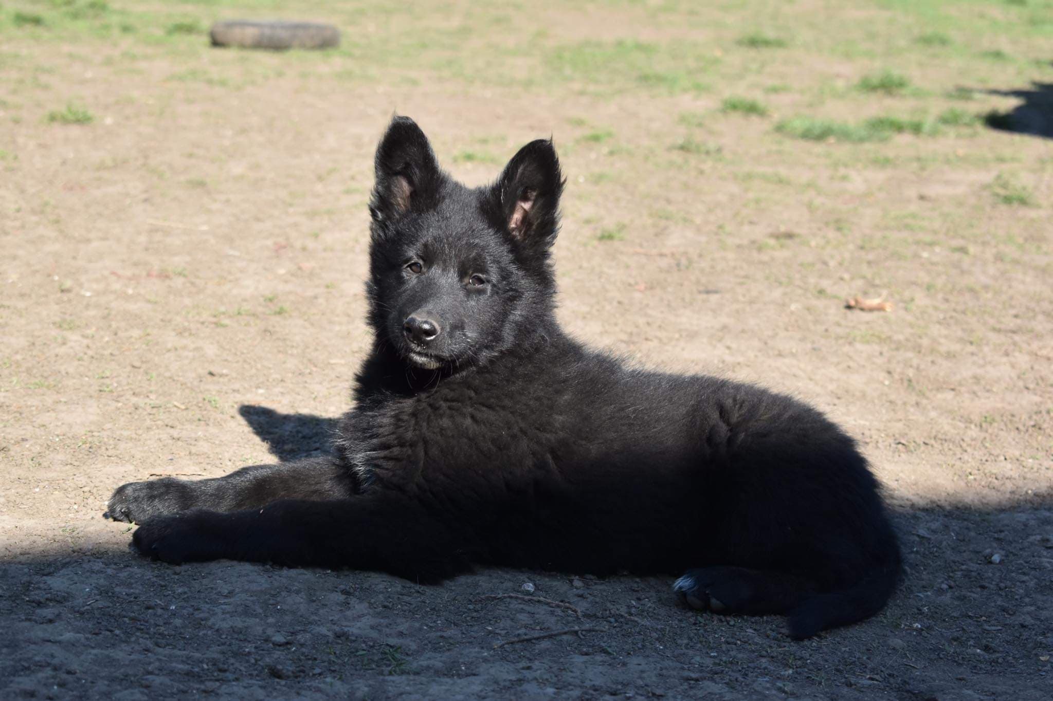 9.5 weeks old 10