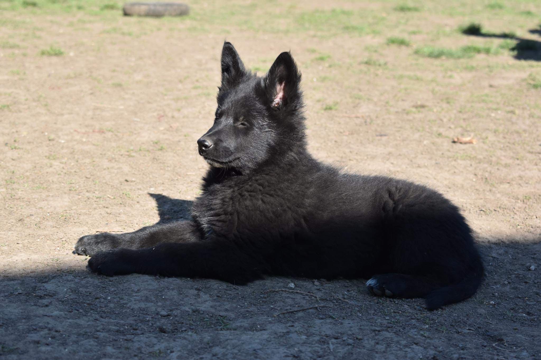9.5 weeks old 11