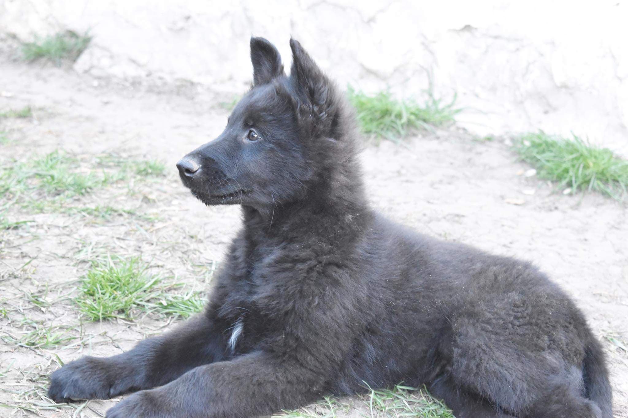 9.5 weeks old