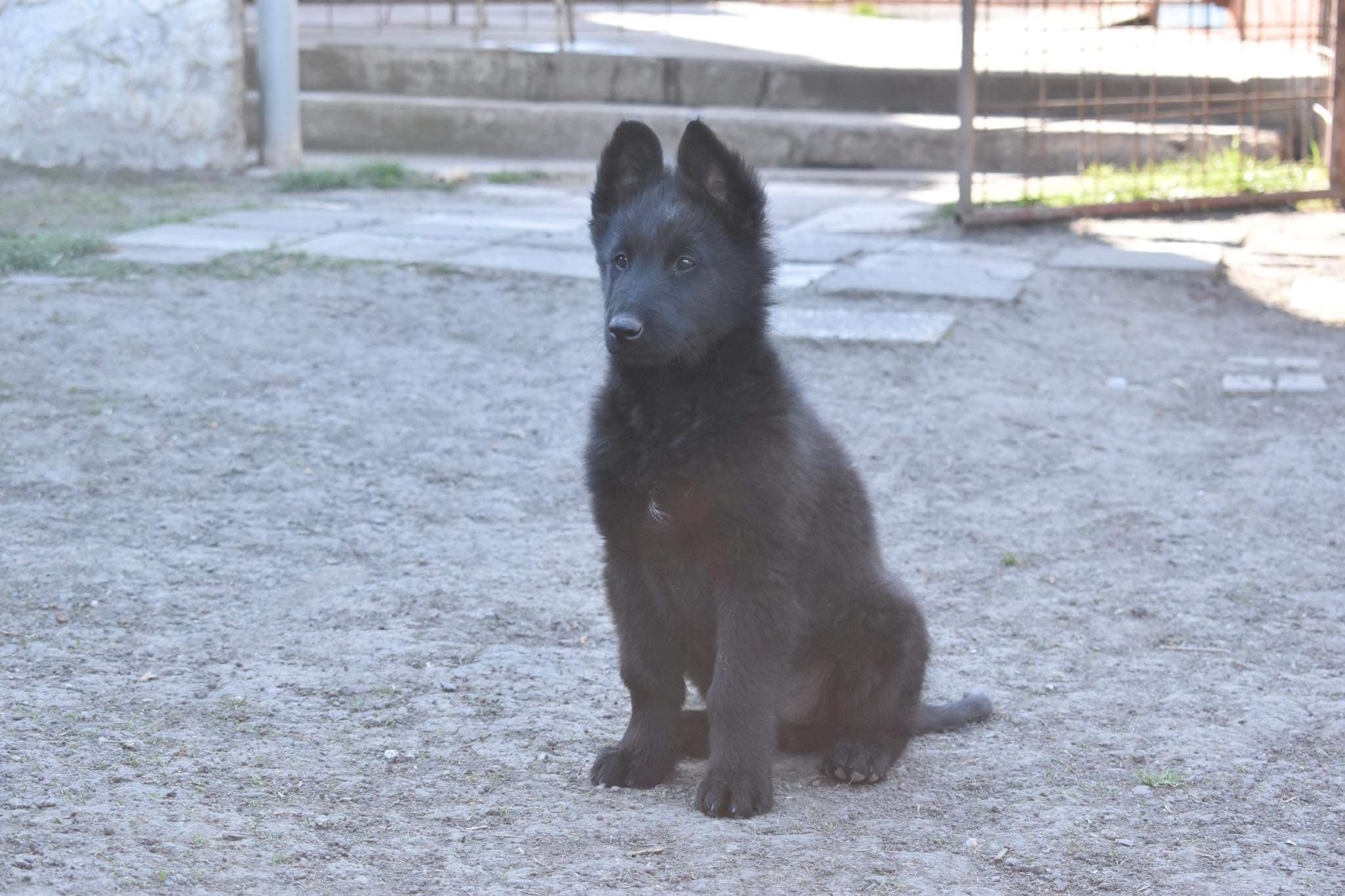 9.5 weeks old