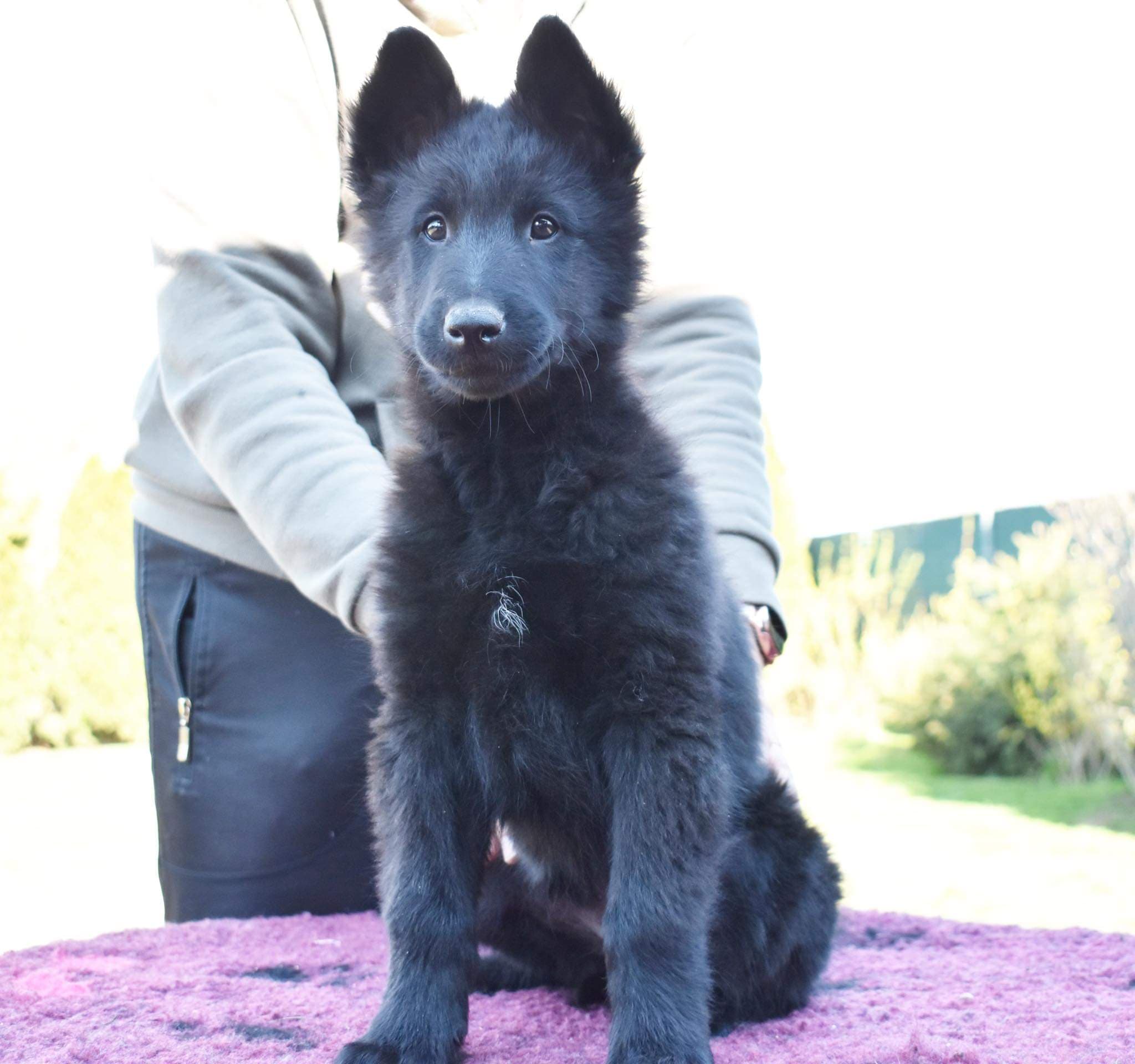 9.5 weeks old