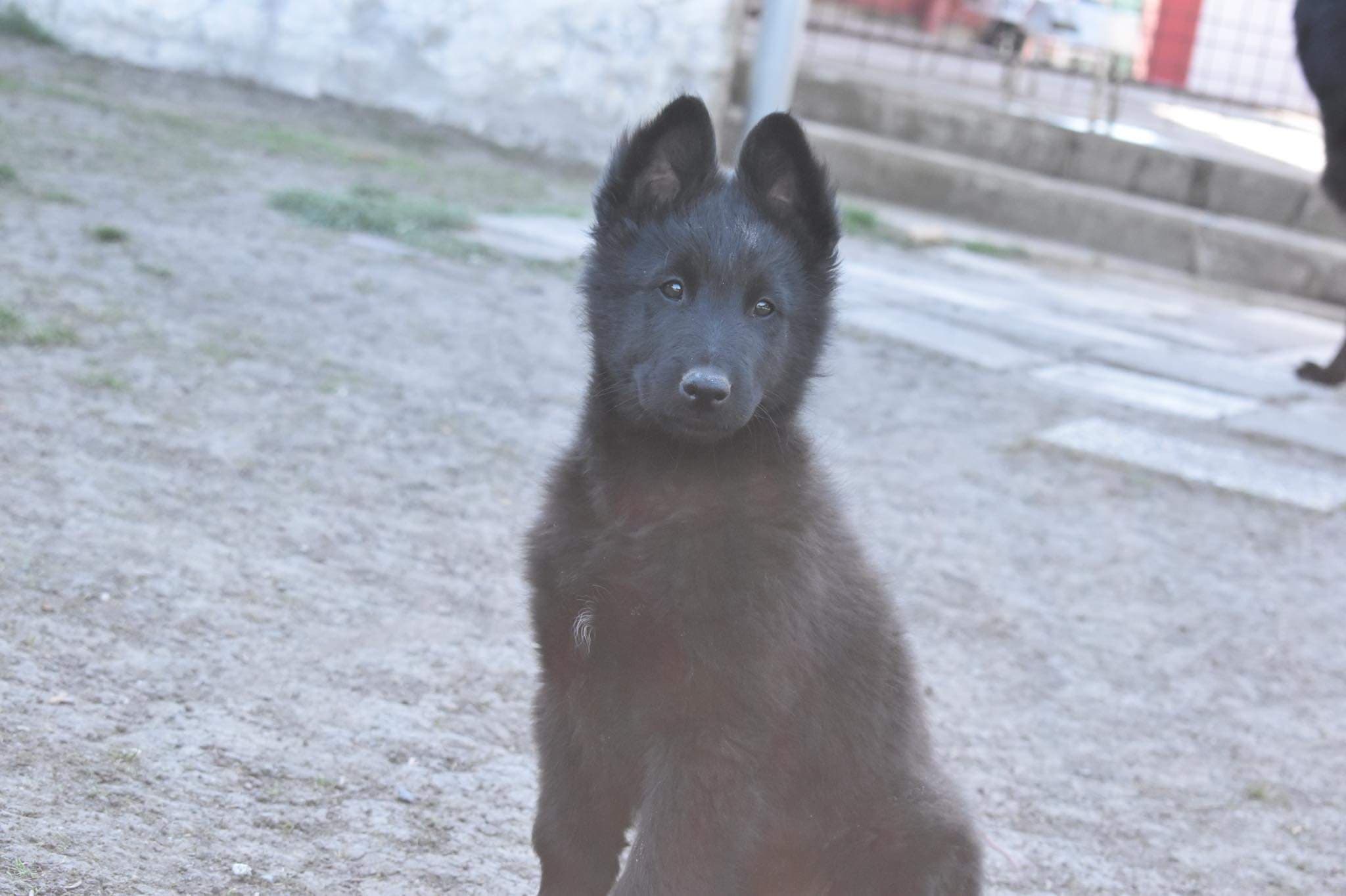 9.5 weeks old