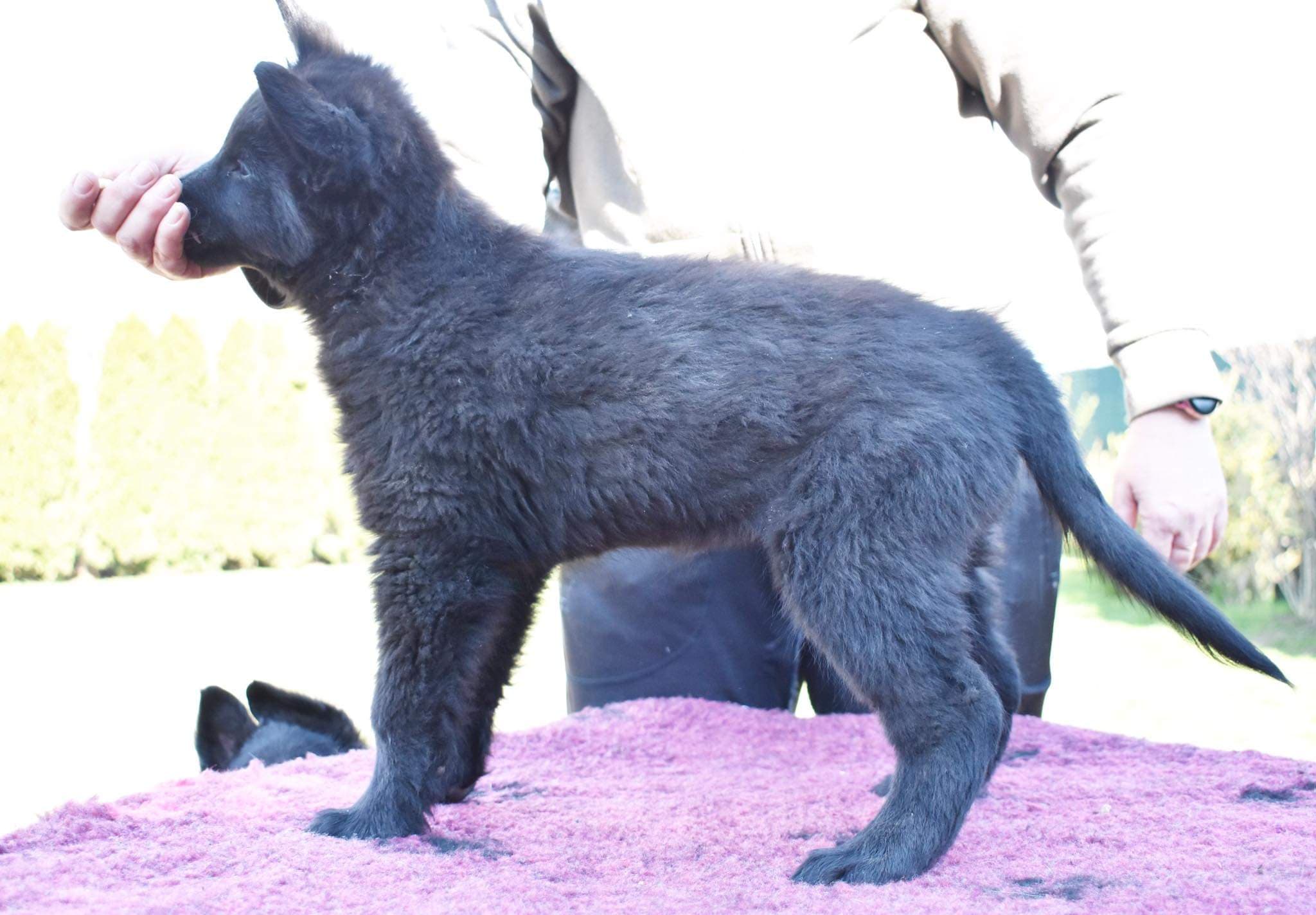 9.5 weeks old 1