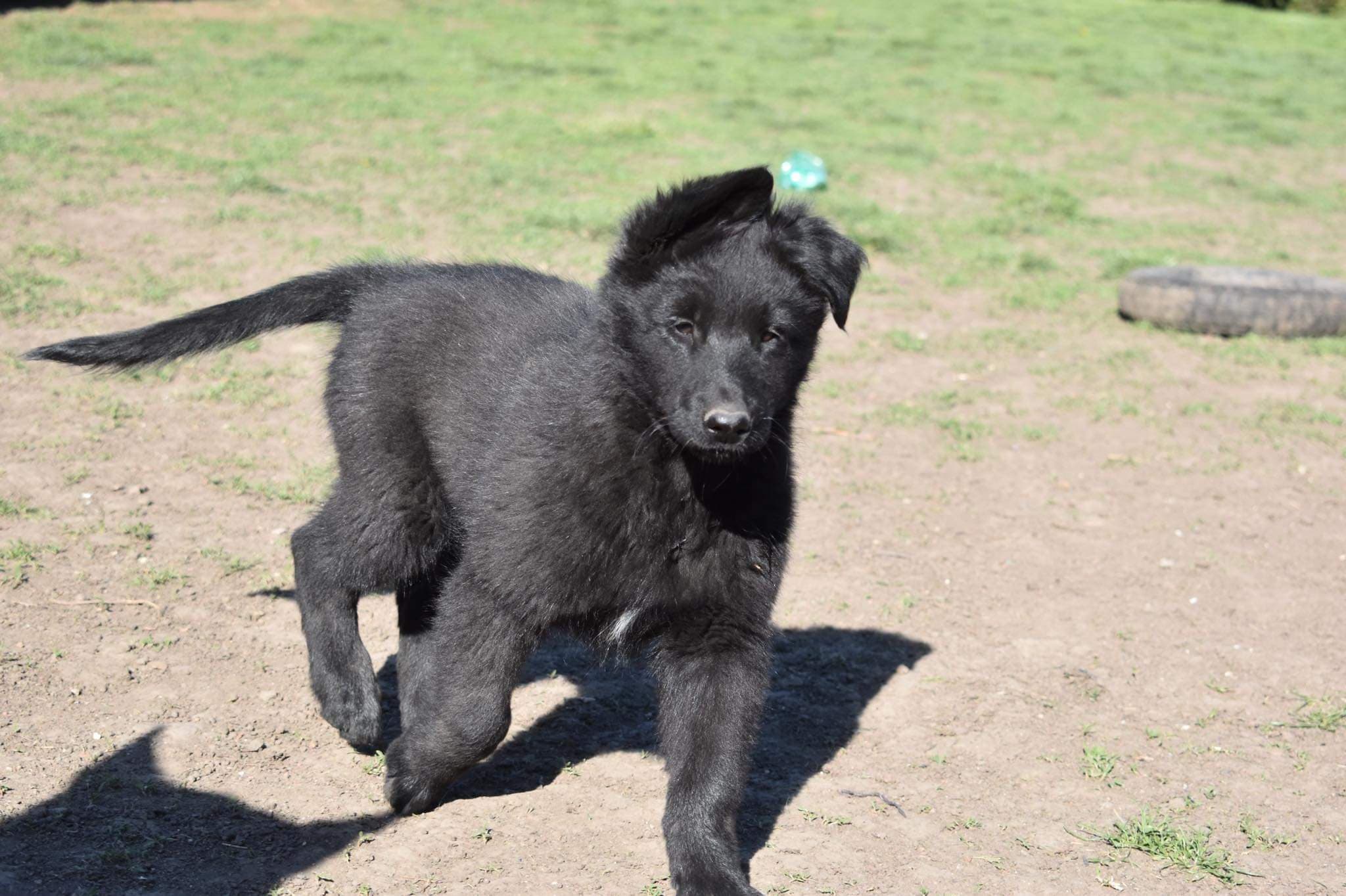 9.5 weeks old 3