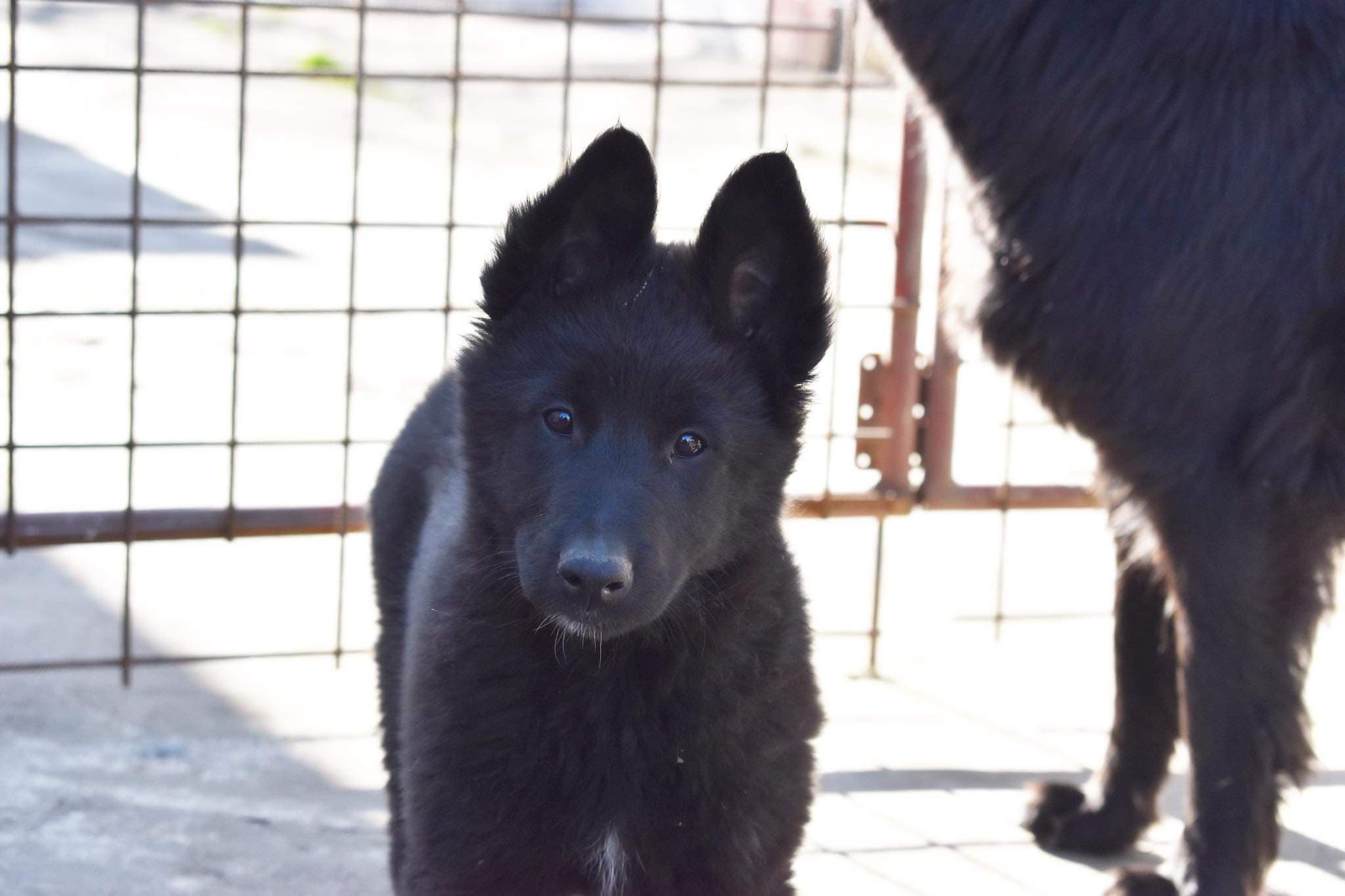 9.5 weeks old 3