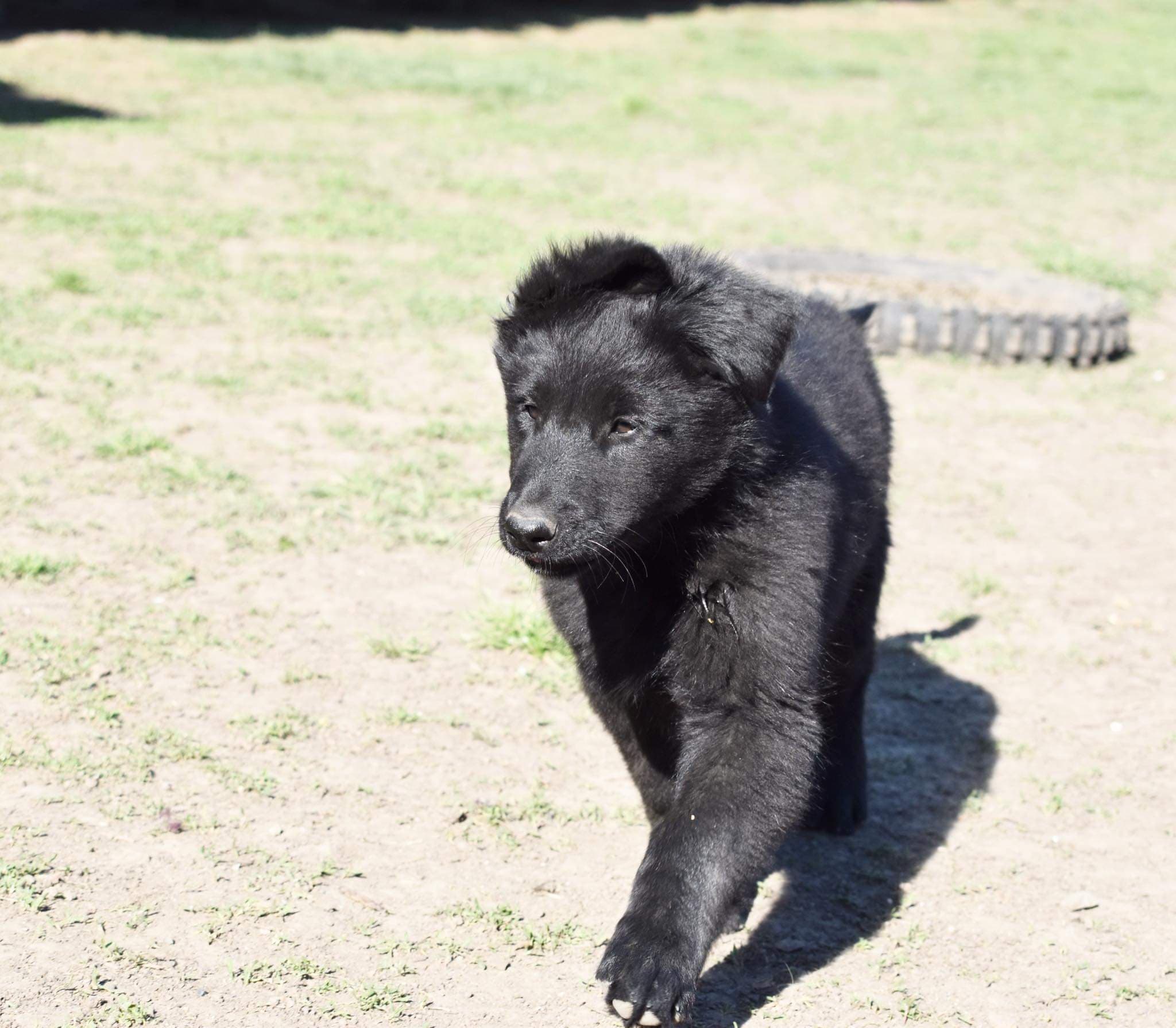 9.5 weeks old 6