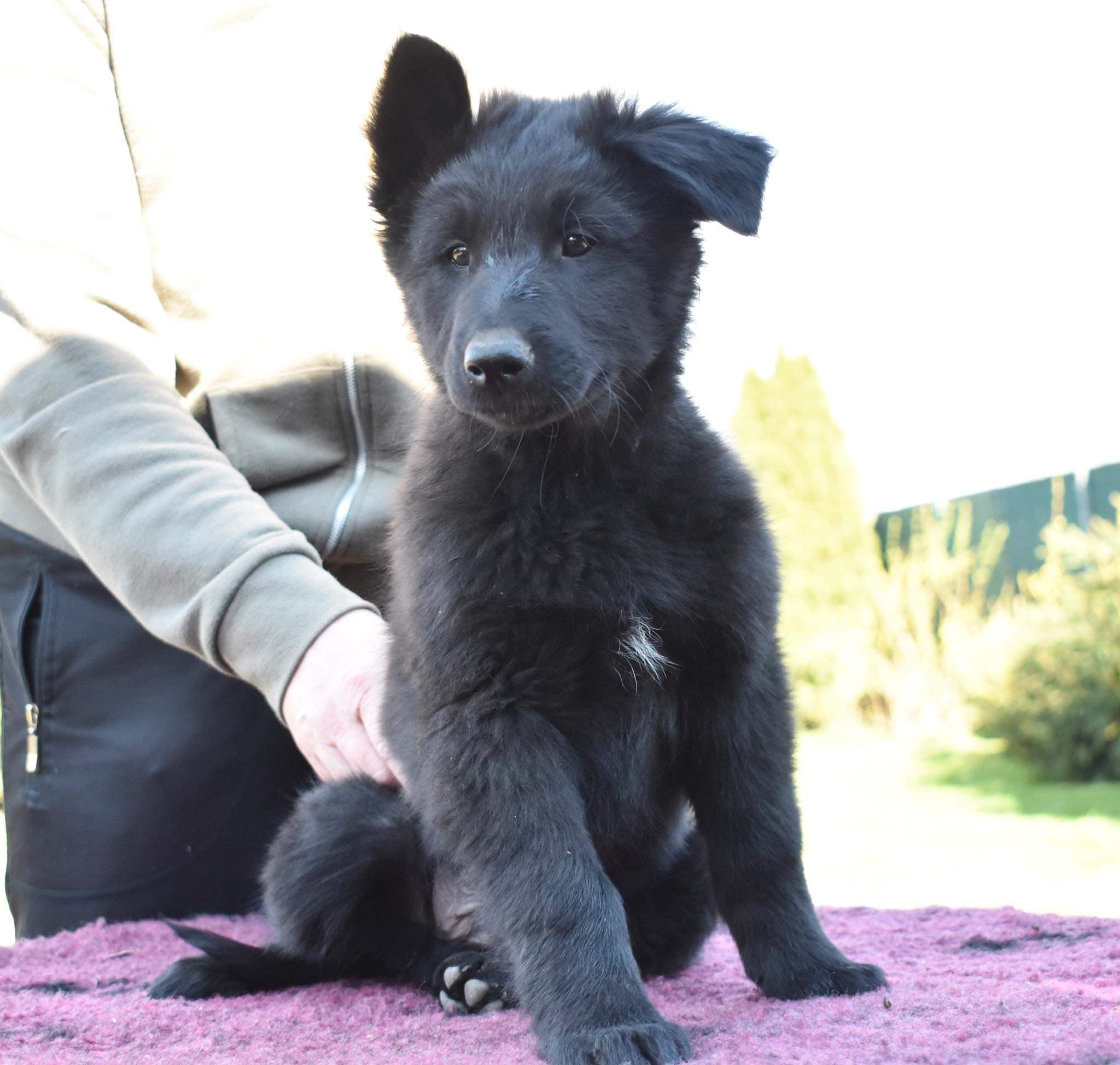 9.5 weeks old 7