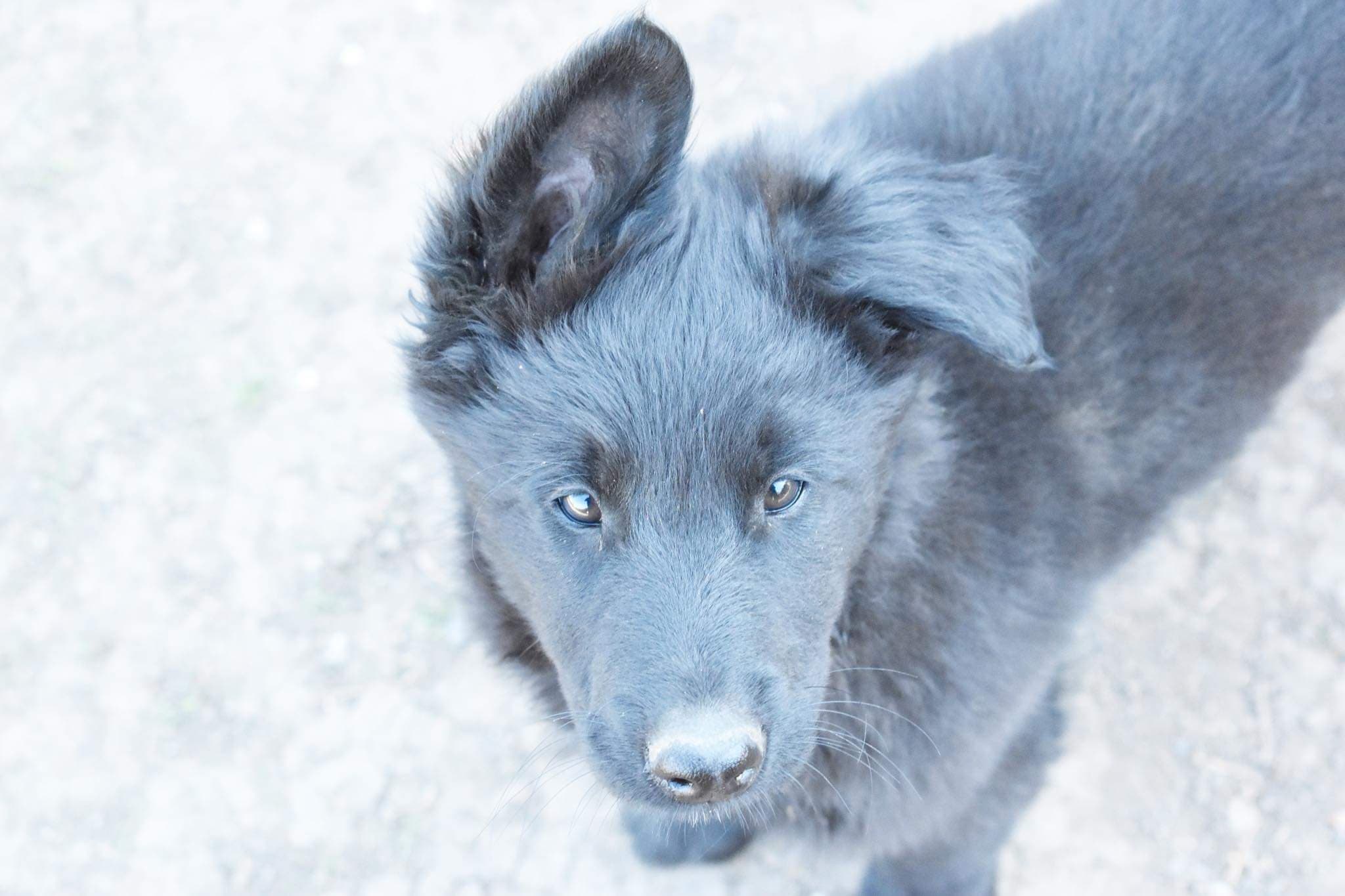 9.5 weeks old 9