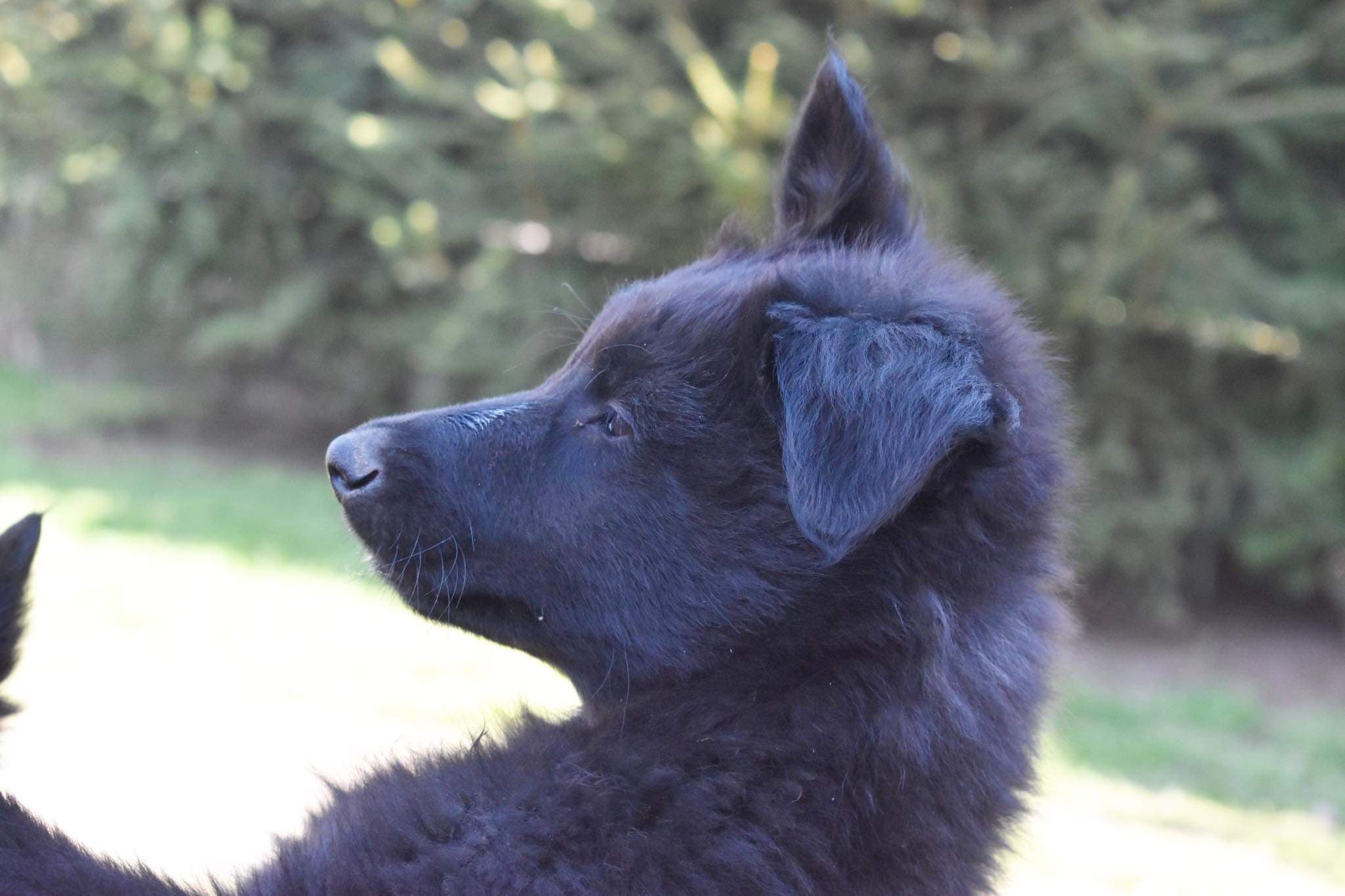 9.5 weeks old 10