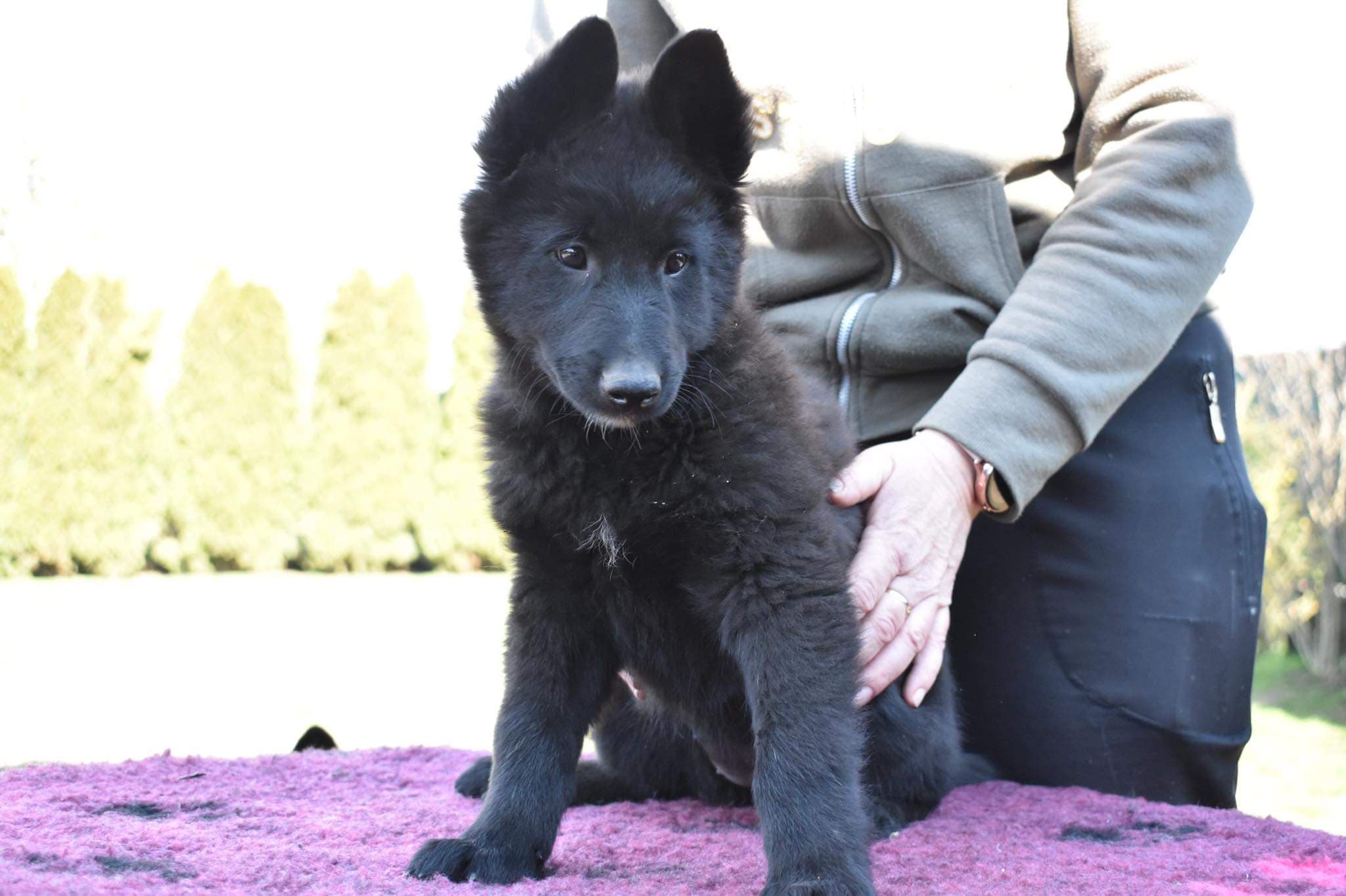 9.5 weeks old 5