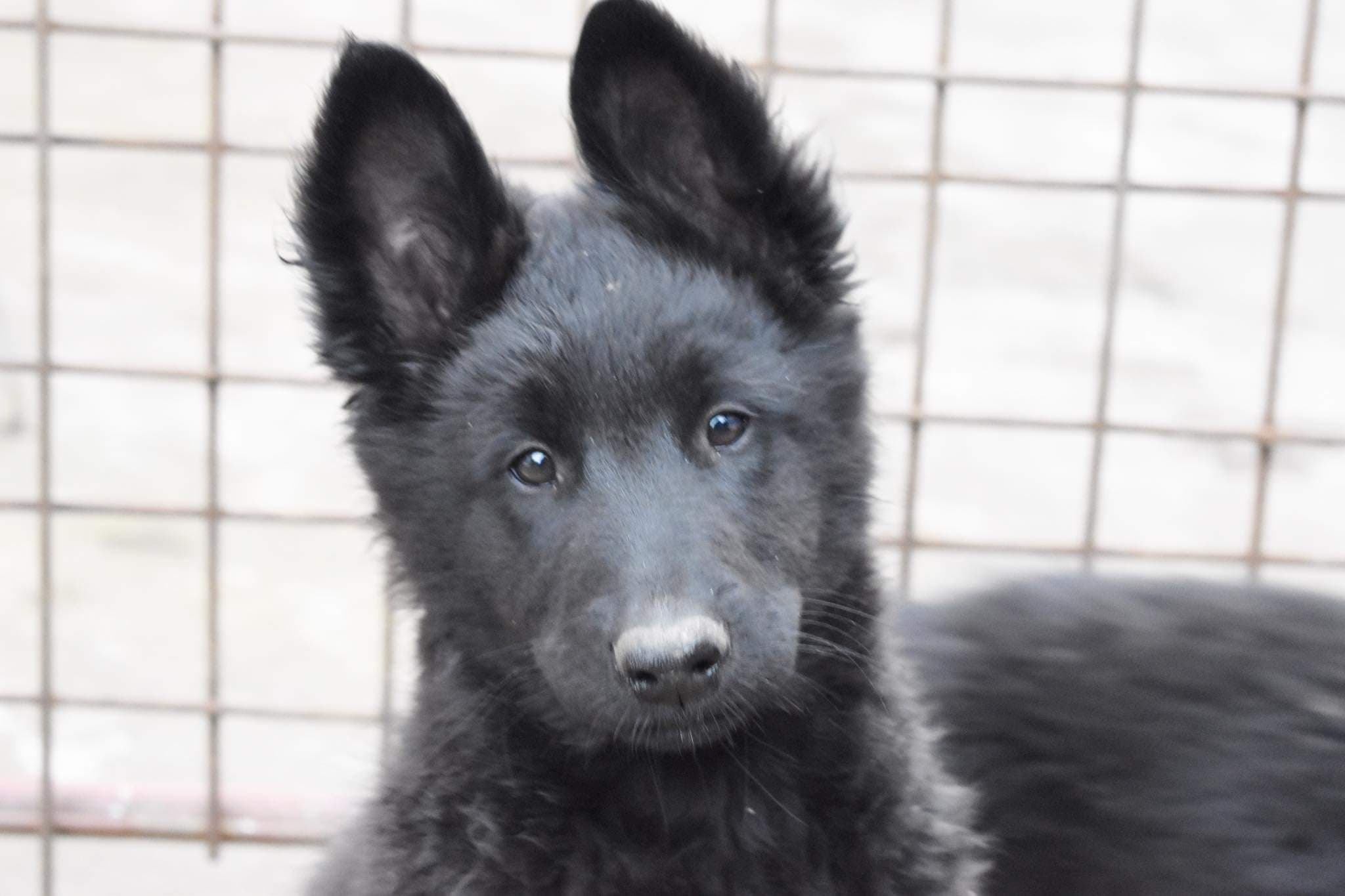10 weeks old 1
