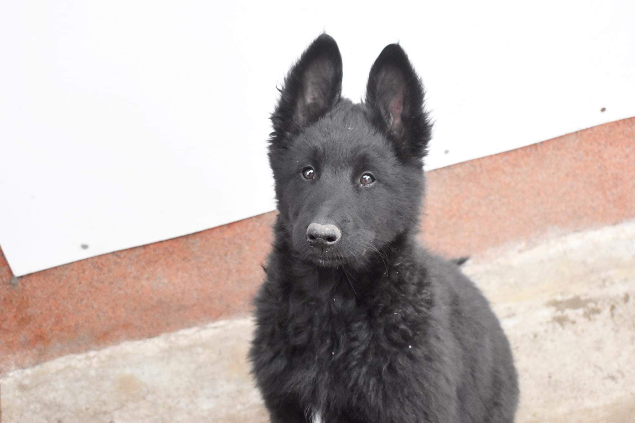 10 weeks old 2