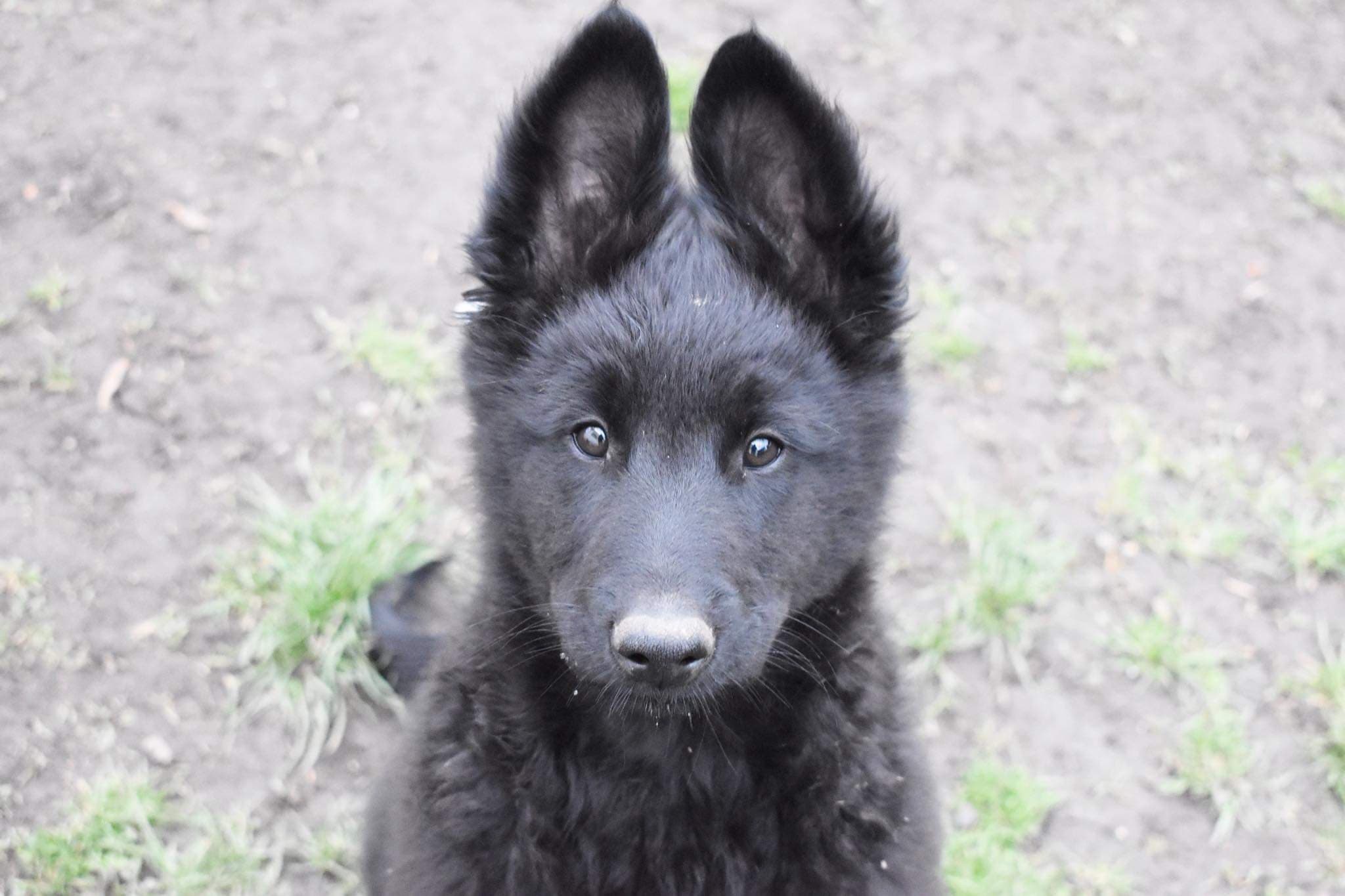 10 weeks old 3