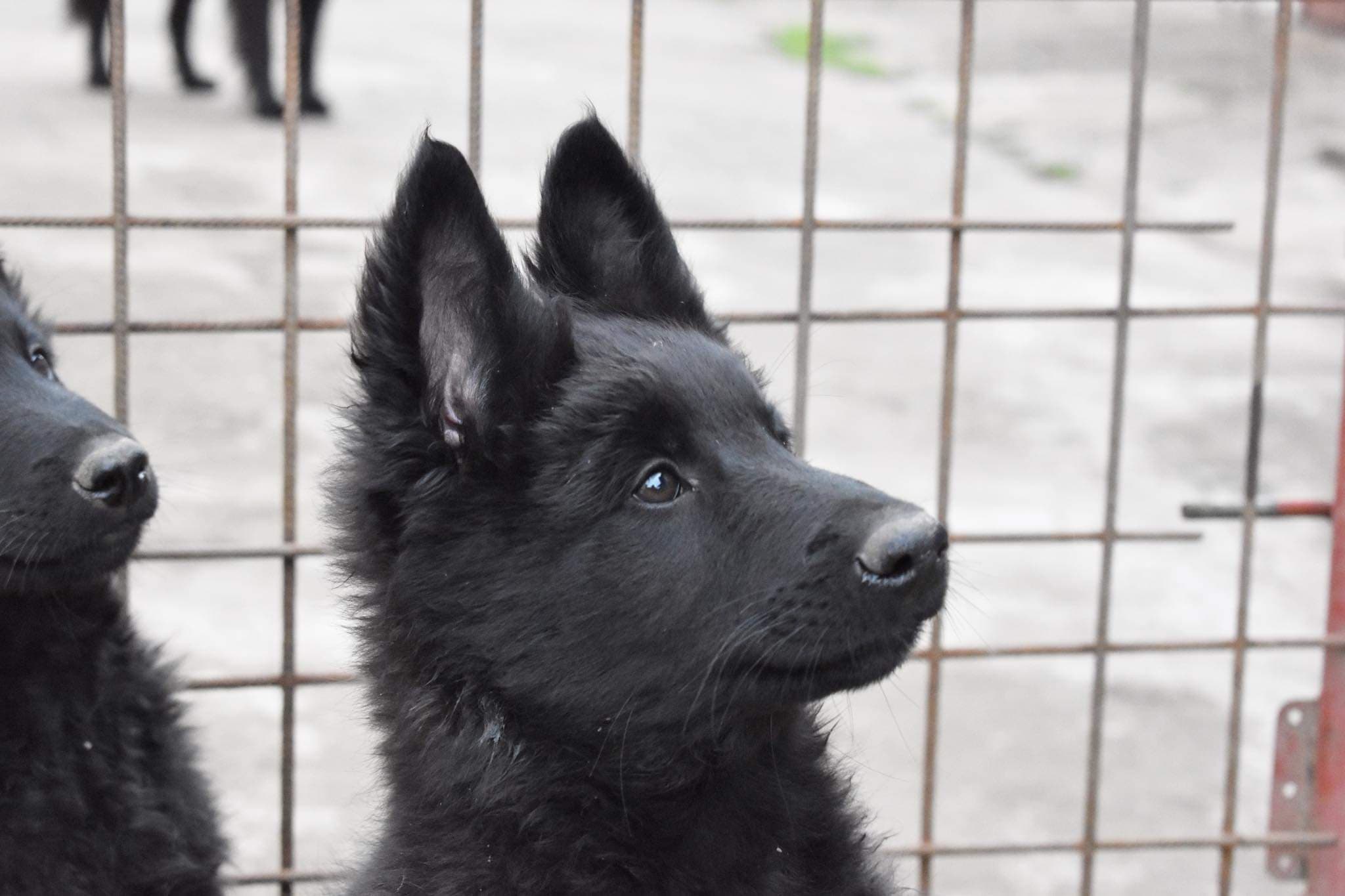 10 weeks old 4