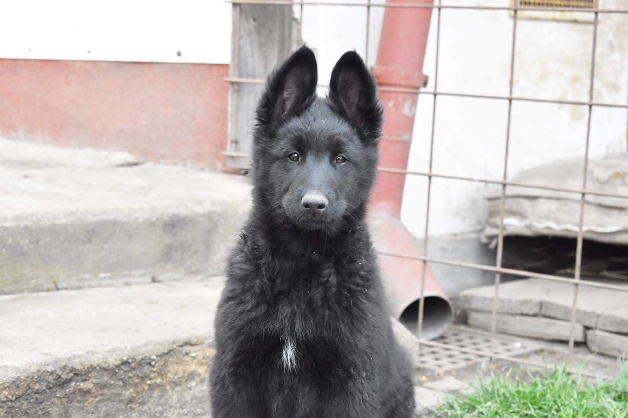 10 weeks old 5