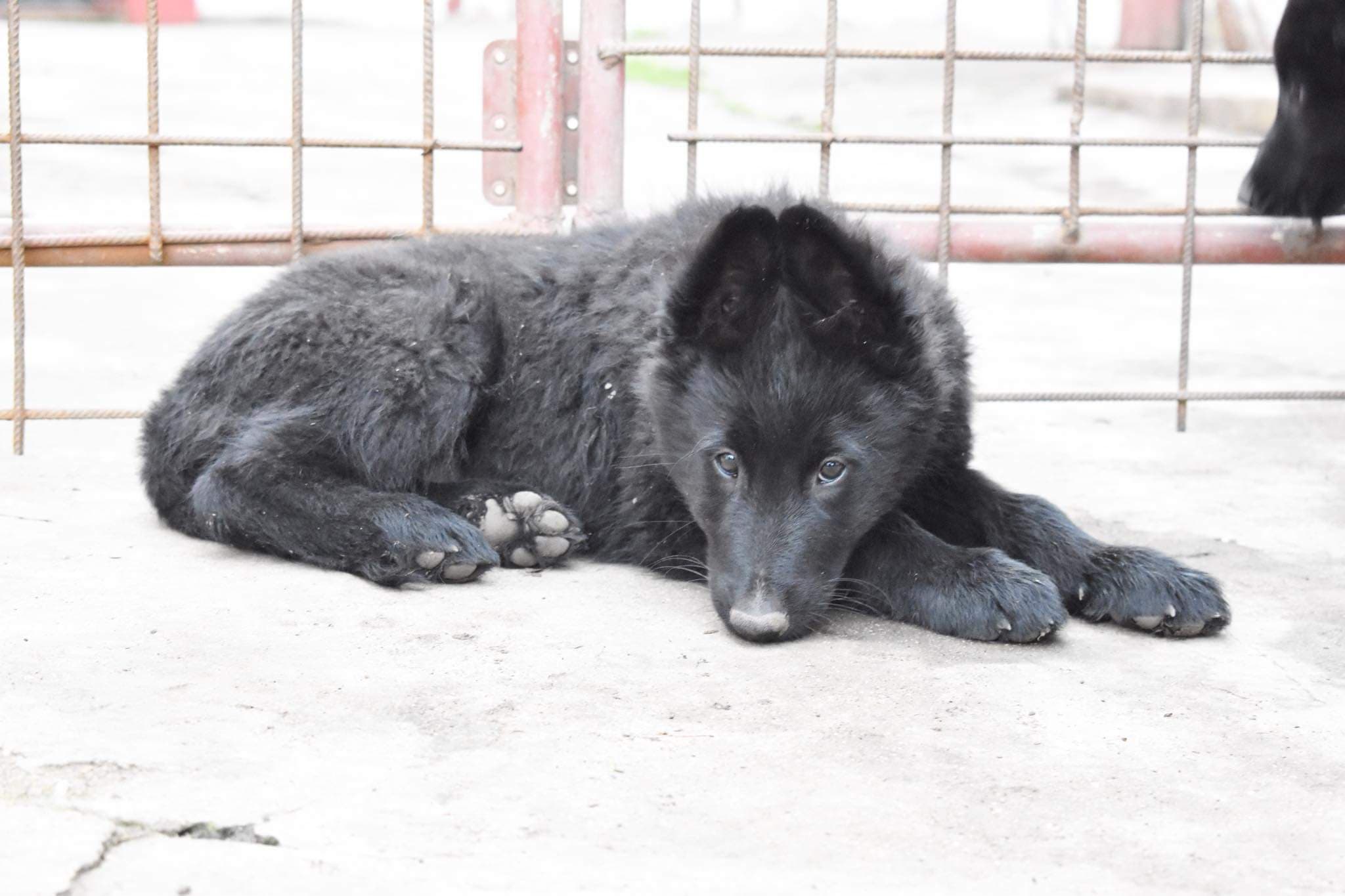10 weeks old