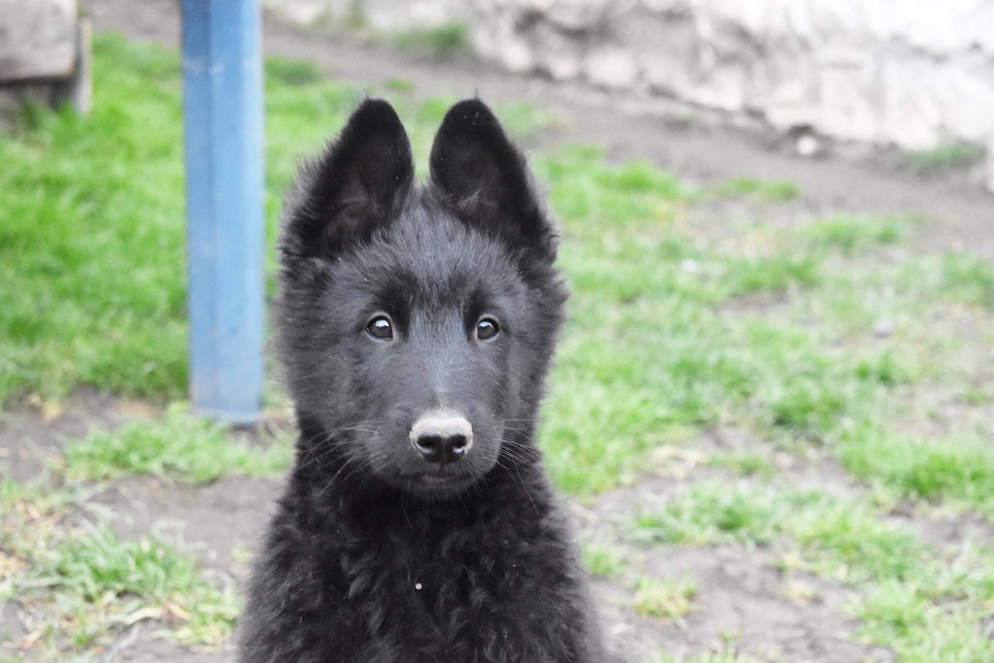 10 weeks old